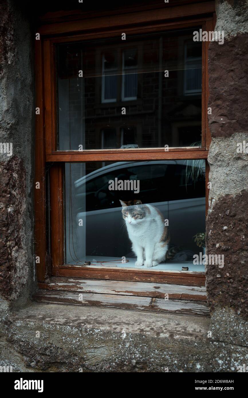 Weiß-rote Katze sitzt auf dem Fenster und schaut zu Die Straße der Stadt Stockfoto