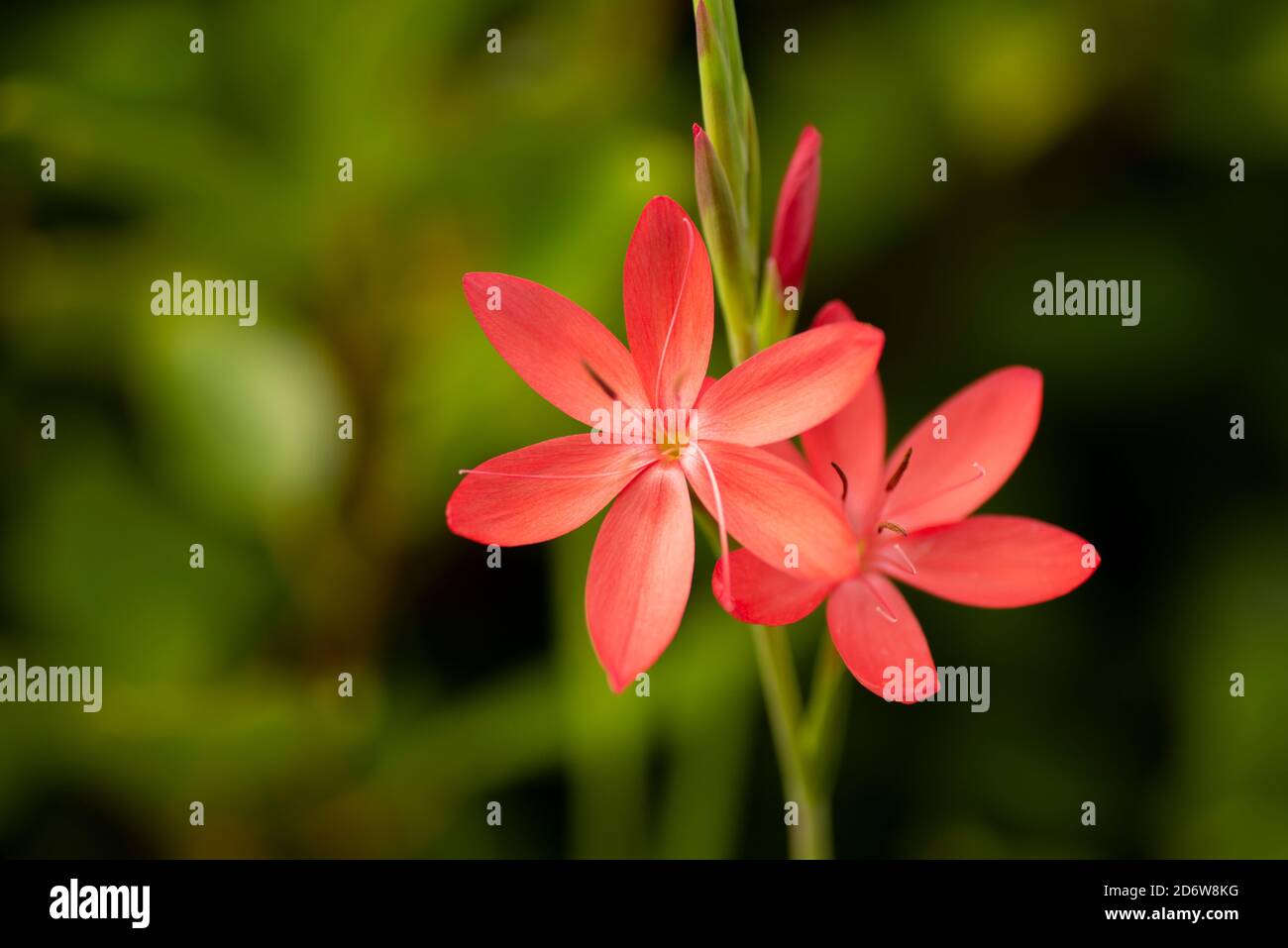 Nahaufnahme von zwei rosa/roten Flusslilienblüten Stockfoto