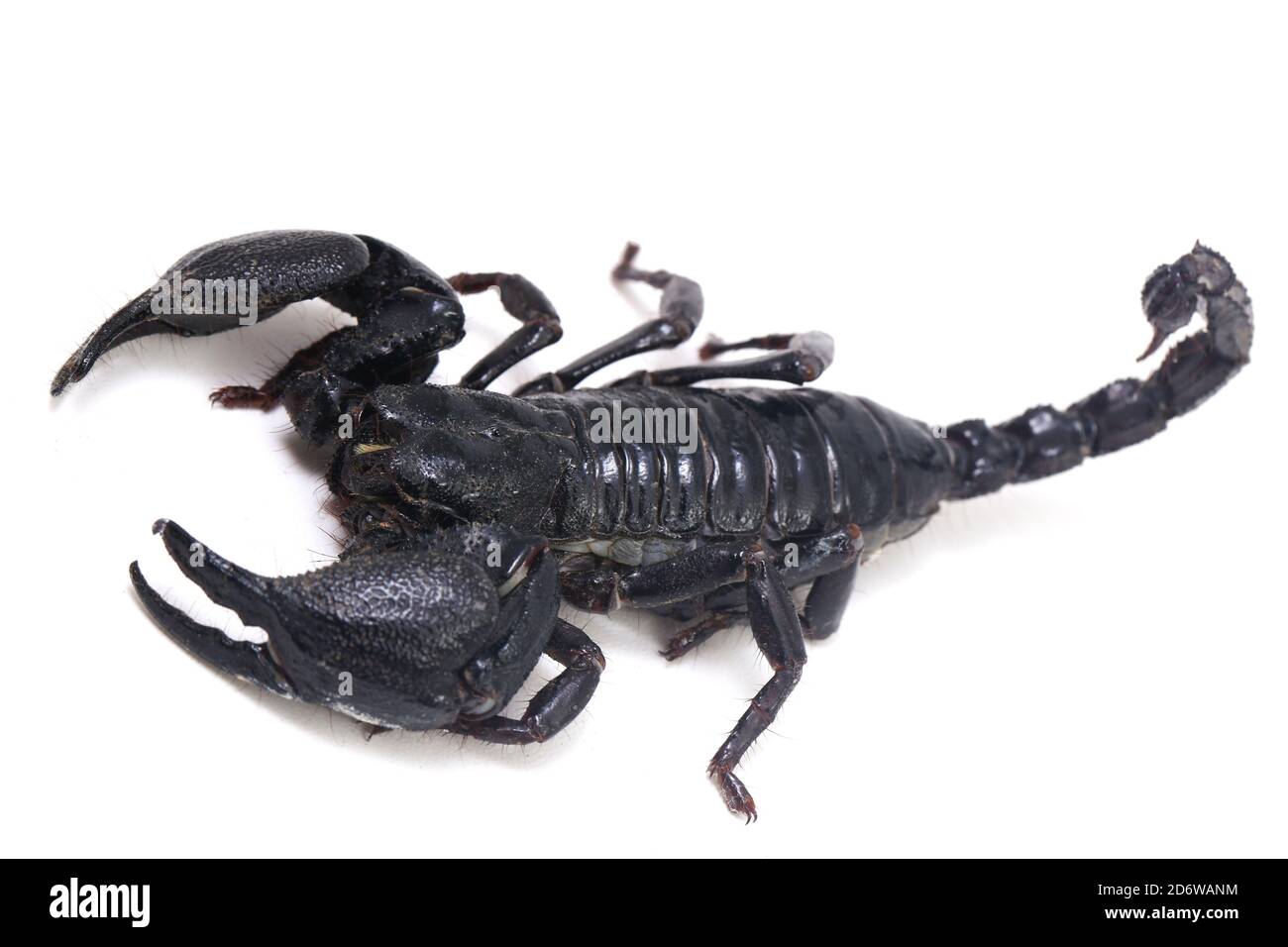 Schwarzer asiatischer Waldskorpion (Heterometrus) giftige Insekten können gefunden werden In tropischen Wäldern in Asien isoliert auf weißem Hintergrund Stockfoto