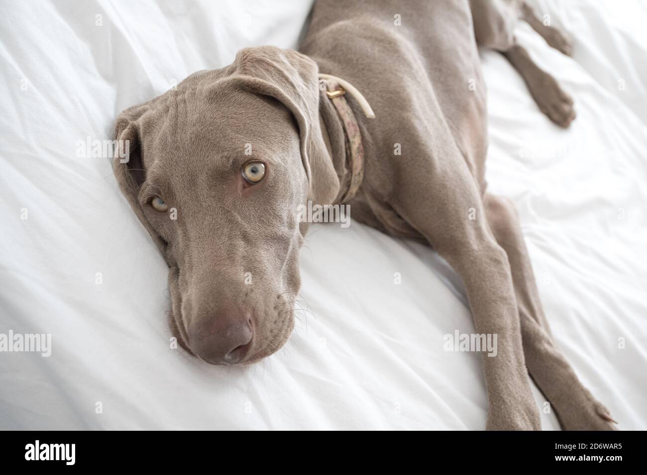 Müde schläfrig Weimaraner Pointer Hund ruhen und liegen auf dem Bett Mit weißem Bettlaken im Schlafzimmer bedeckt Stockfoto