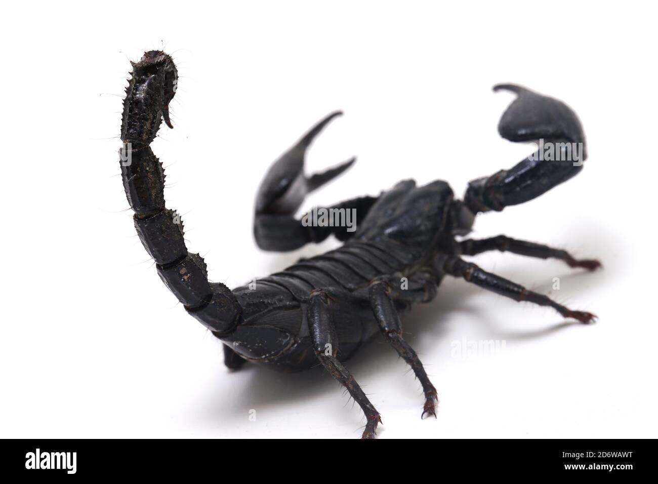 Schwarzer asiatischer Waldskorpion (Heterometrus) giftige Insekten können gefunden werden In tropischen Wäldern in Asien isoliert auf weißem Hintergrund Stockfoto