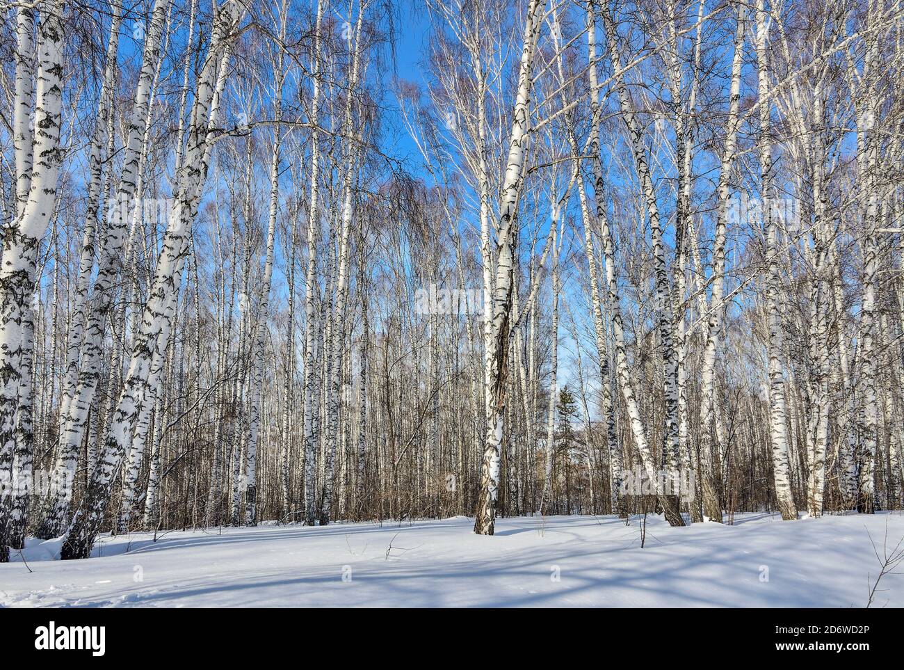 Wunderschöne Winterlandschaft - schneeweißer Birkenwald. Weißer klarer Schnee, weiße Birkenstämme mit Sonnenlicht beleuchtet auf hellblauem Himmel Hintergrund - Stockfoto