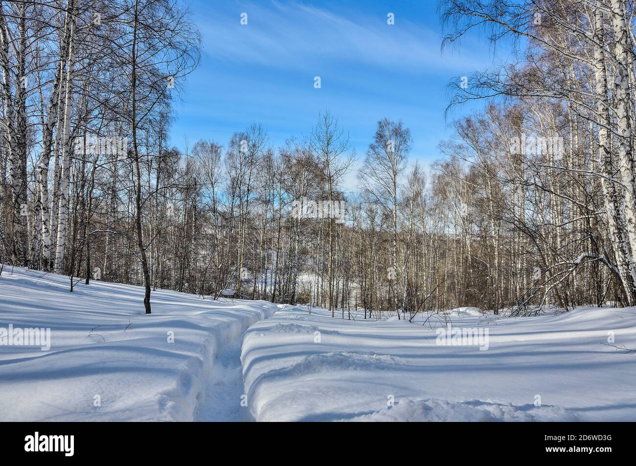 Wunderschöne Winterlandschaft - schmaler Weg in tiefem Schnee führt zu Birkenwald. Weißer klarer Schnee, weiße Birkenstämme mit Sonnenlicht auf hellem Licht Stockfoto