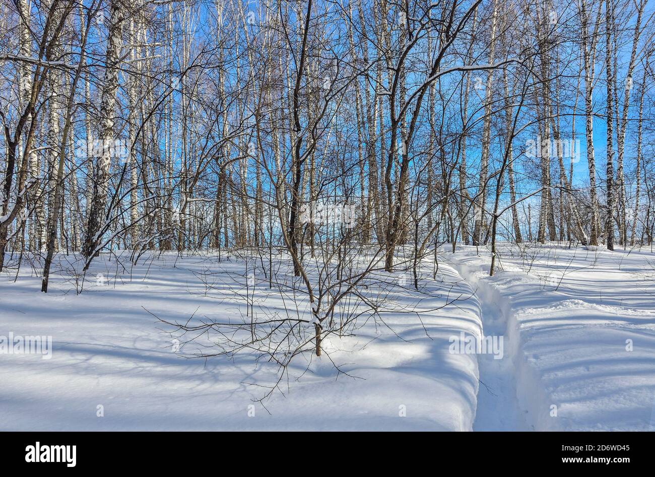 Wunderschöne Winterlandschaft - schmaler Weg in tiefem Schnee führt zu Birkenwald. Weißer klarer Schnee, weiße Birkenstämme mit Sonnenlicht auf hellem Licht Stockfoto