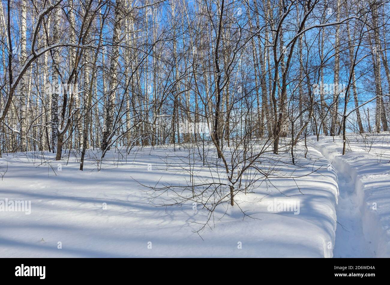 Wunderschöne Winterlandschaft - schmaler Weg in tiefem Schnee führt zu Birkenwald. Weißer klarer Schnee, weiße Birkenstämme mit Sonnenlicht auf hellem Licht Stockfoto