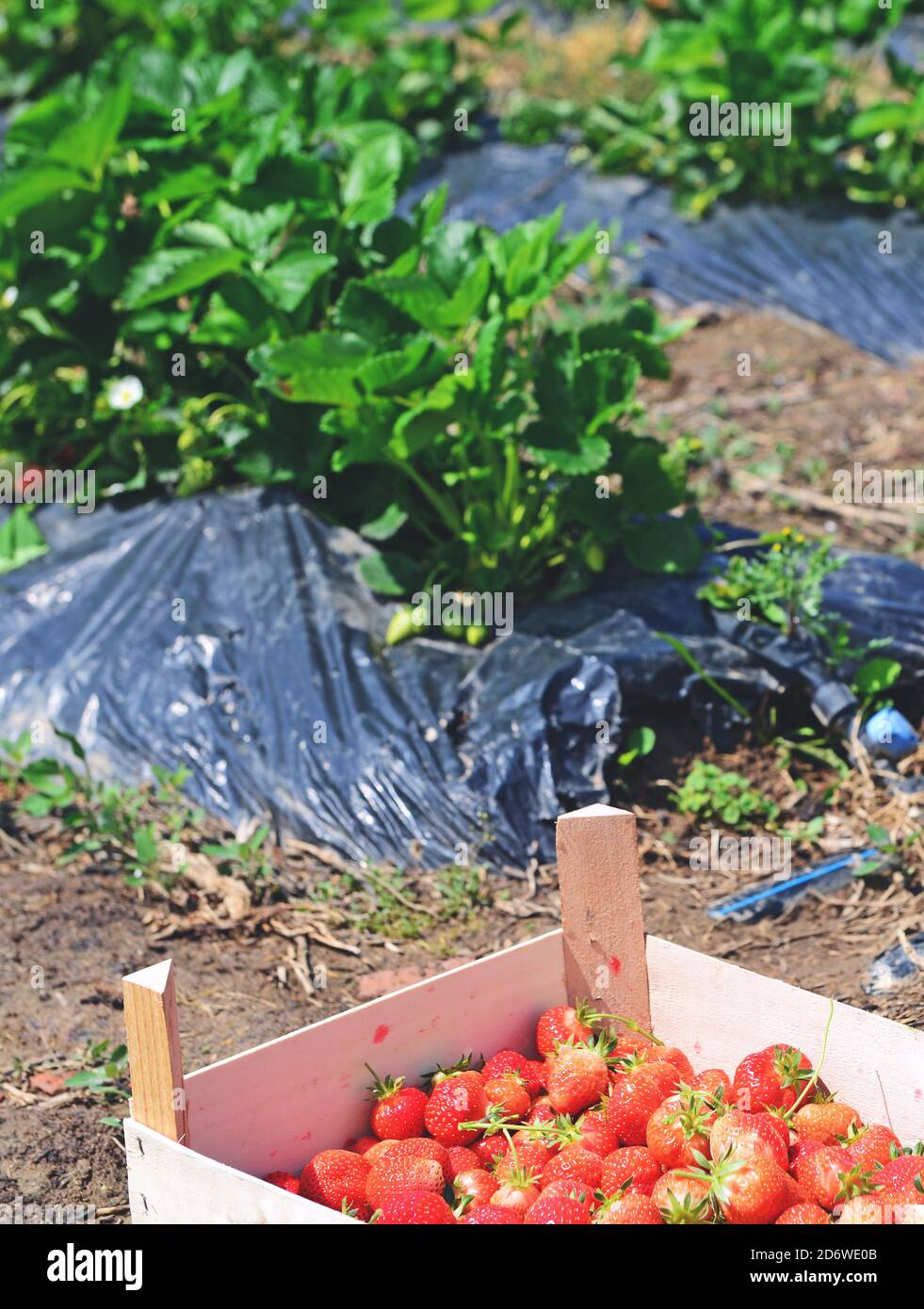 Erdbeeren Plantage Stockfoto