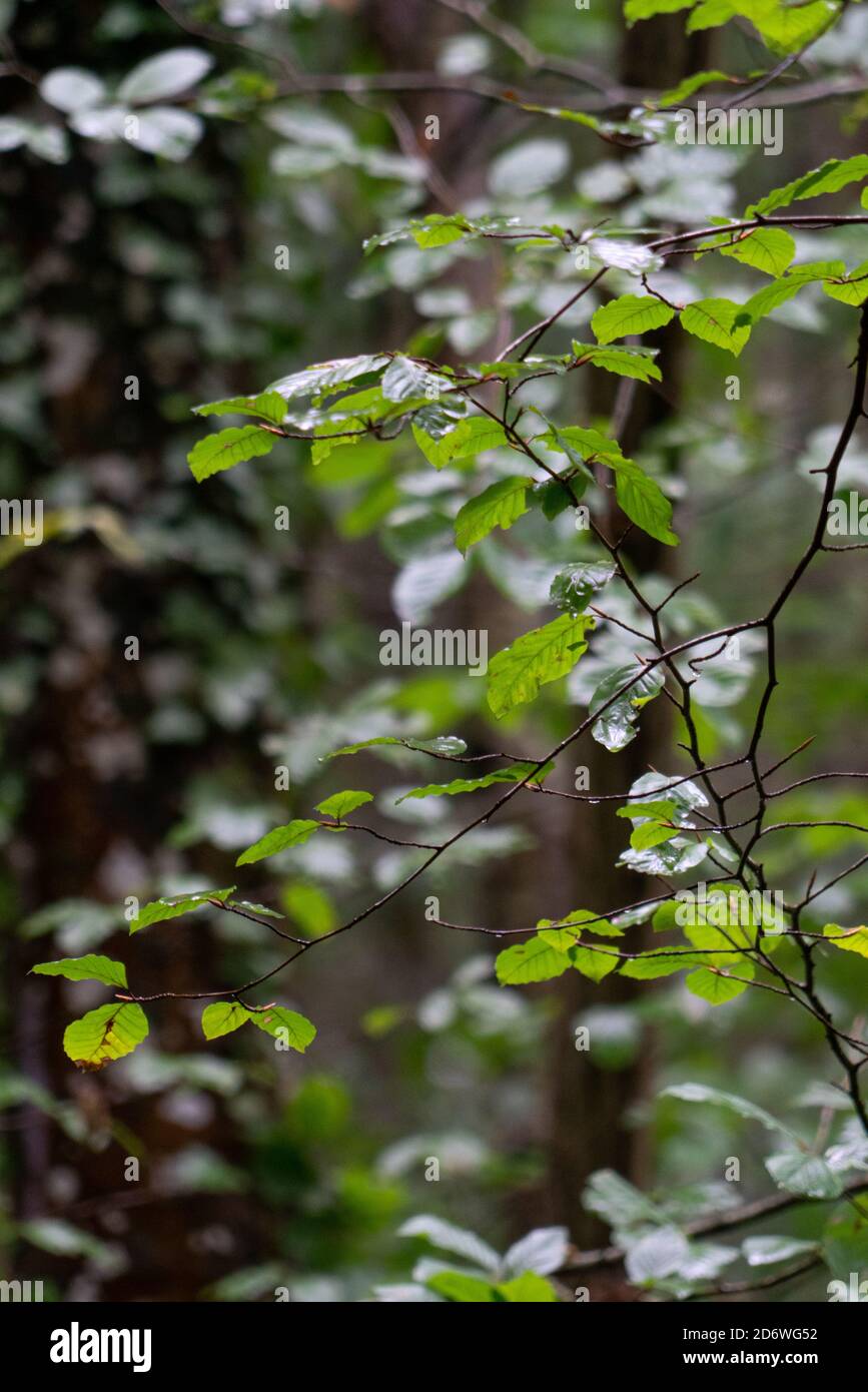 Kastanienbäume im Naturdenkmal der Secuoyas von Monte Cabezón. Kantabrien. Spanien Stockfoto