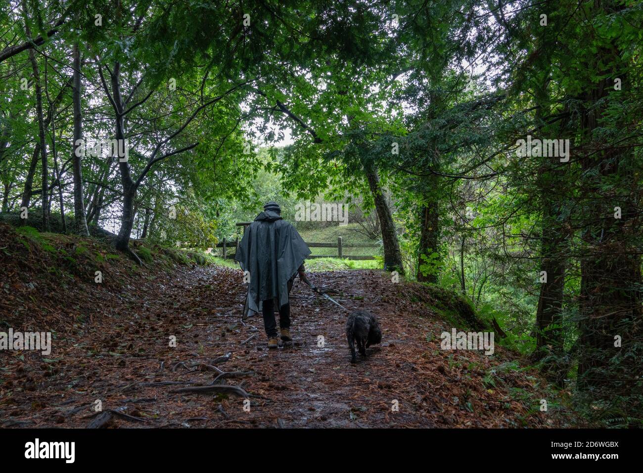 Mann, der mit Hund unter Kastanienbäumen im Naturdenkmal der Secuoyas von Monte Cabezón spazierengeht. Kantabrien. Spanien Stockfoto