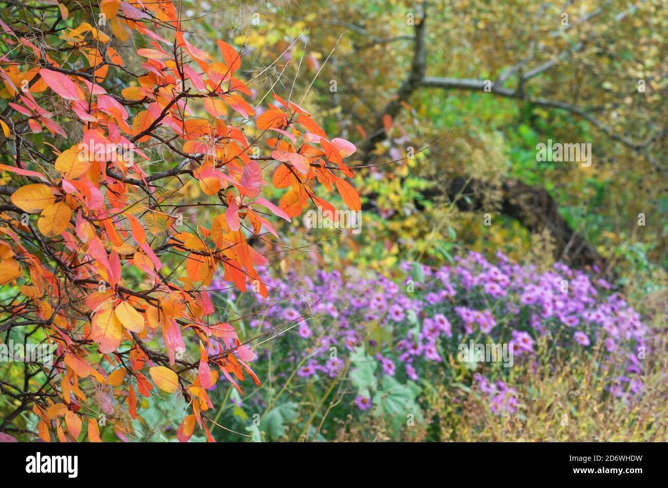 Baum mit orangefarbenen Blättern und einem Blumenbeet mit violetten Astern. Stockfoto