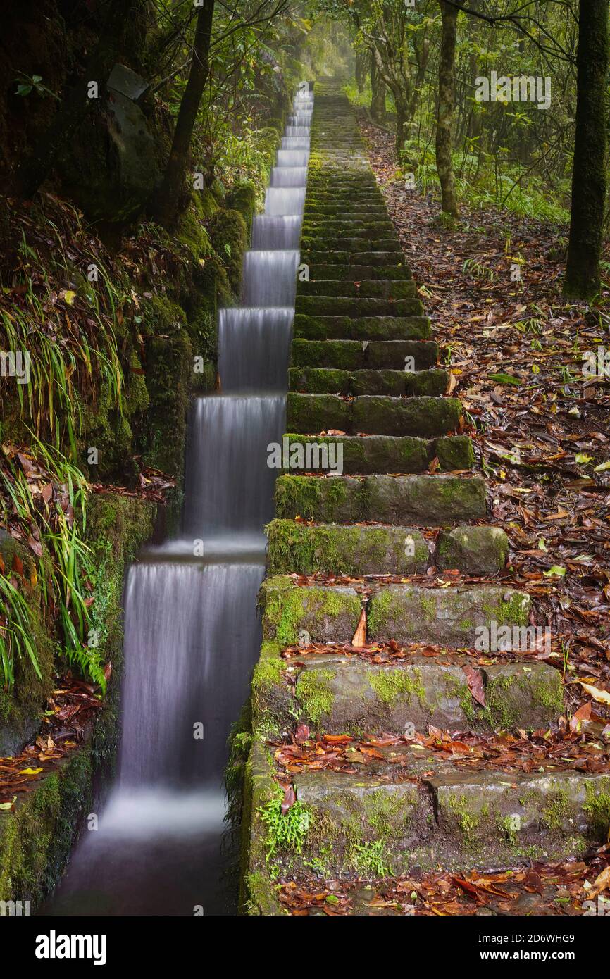 Treppe mit Levada-Wasserkanal, Ribeiro Frio, Madeira, Portugal Stockfoto