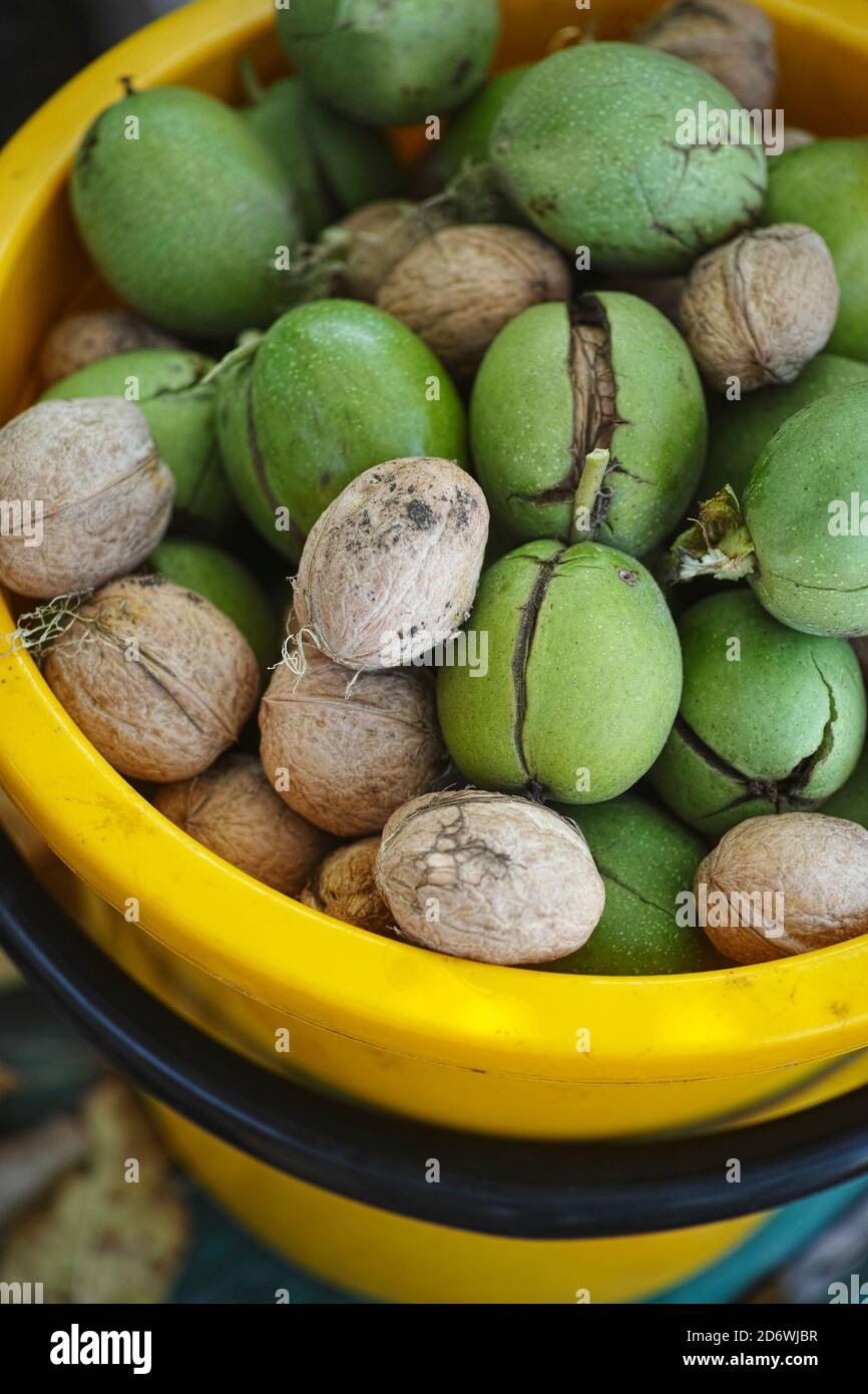 Frisch geerntete Walnüsse in einem gelben Eimer. Nahaufnahme. Stockfoto