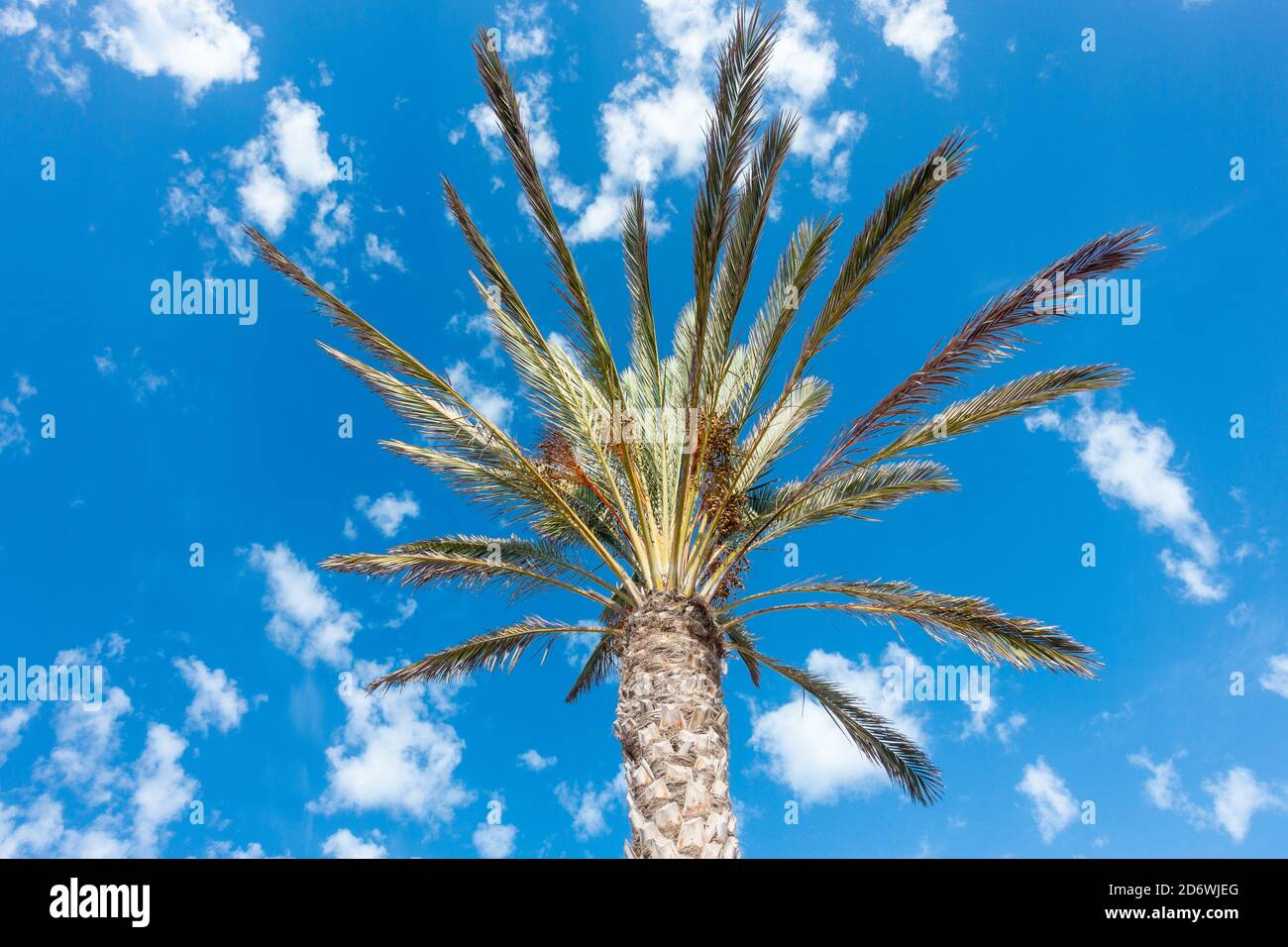 Palm Tree gegen den blauen Himmel Stockfoto