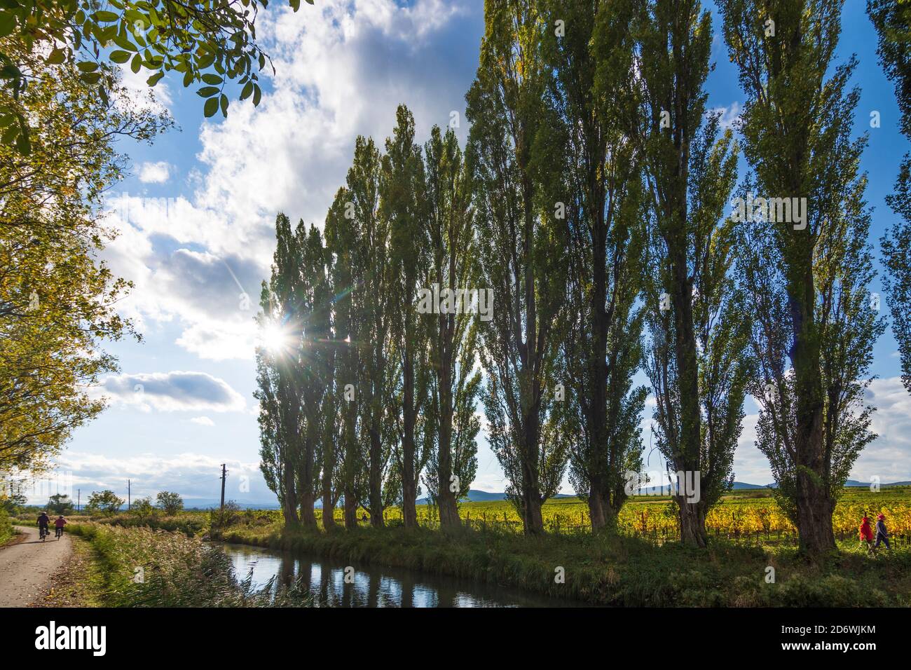 Baden: Wiener Neustädter Kanal, Pappelallee, Weinberg in Wienerwald, Wienerwald, Niederösterreich, Niederösterreich, Österreich Stockfoto