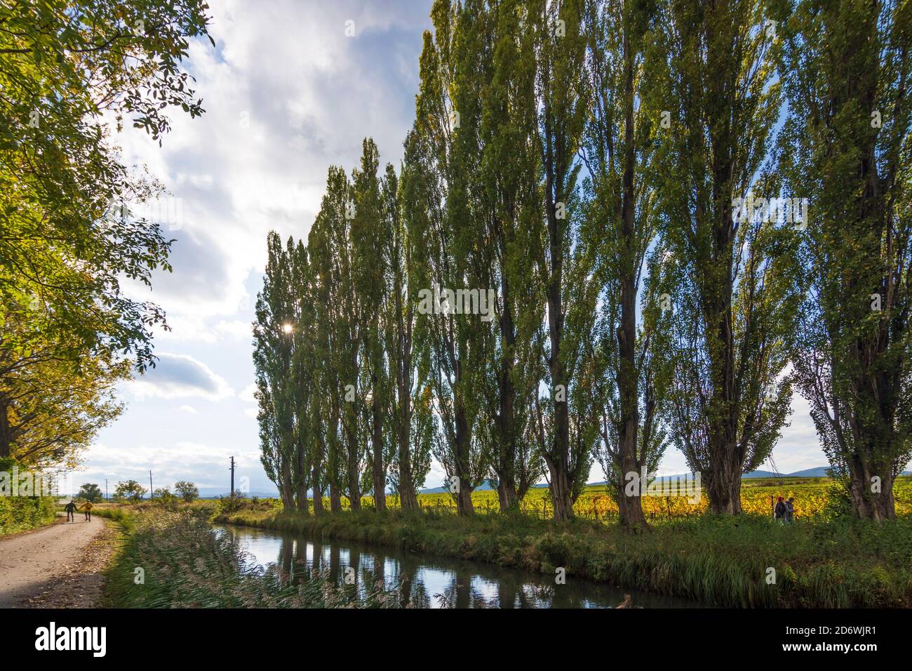 Baden: Wiener Neustädter Kanal, Pappelallee, Weinberg in Wienerwald, Wienerwald, Niederösterreich, Niederösterreich, Österreich Stockfoto