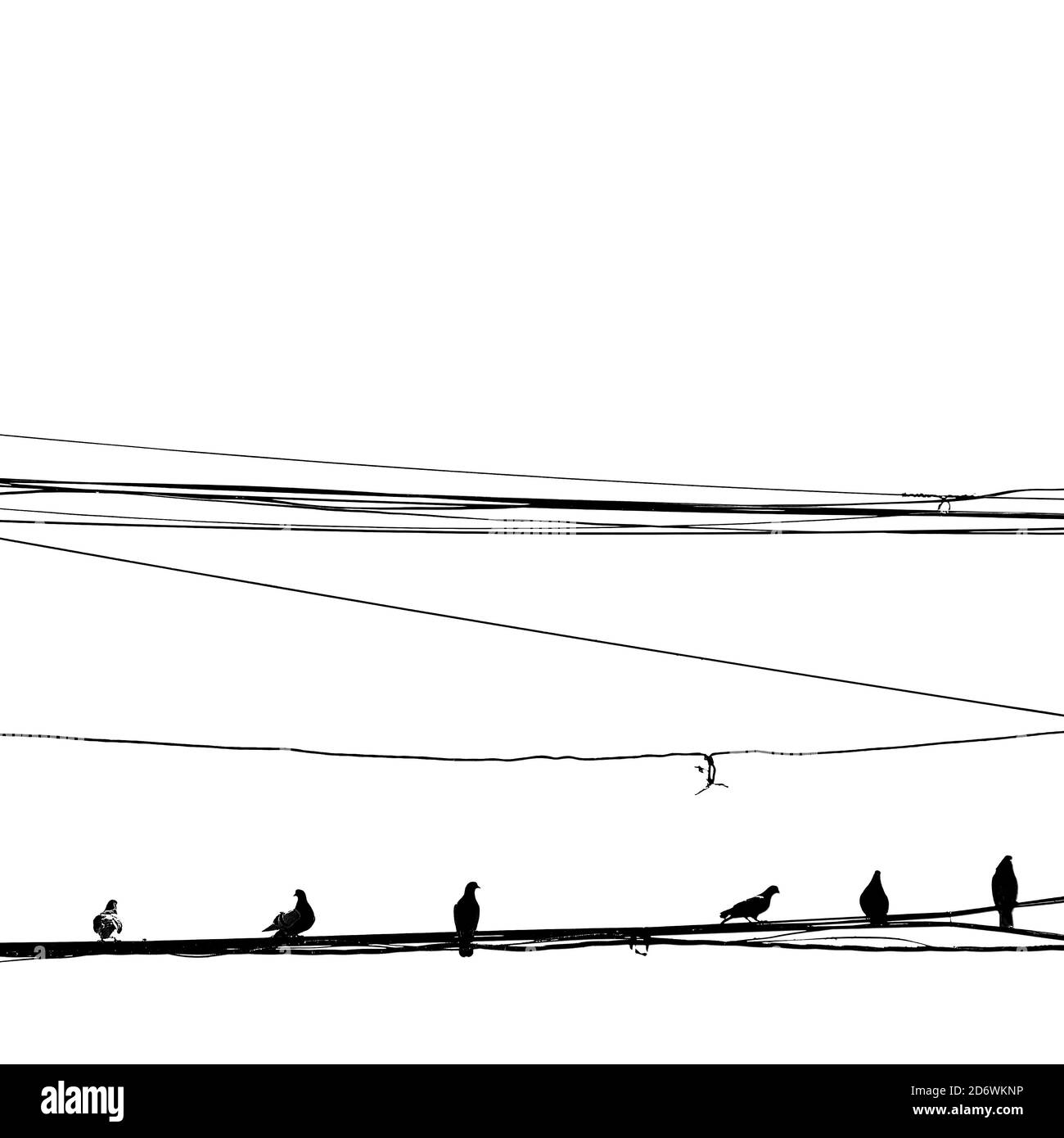 Graustufen Aufnahme von Vögeln auf elektrischen Linien thront Stockfoto