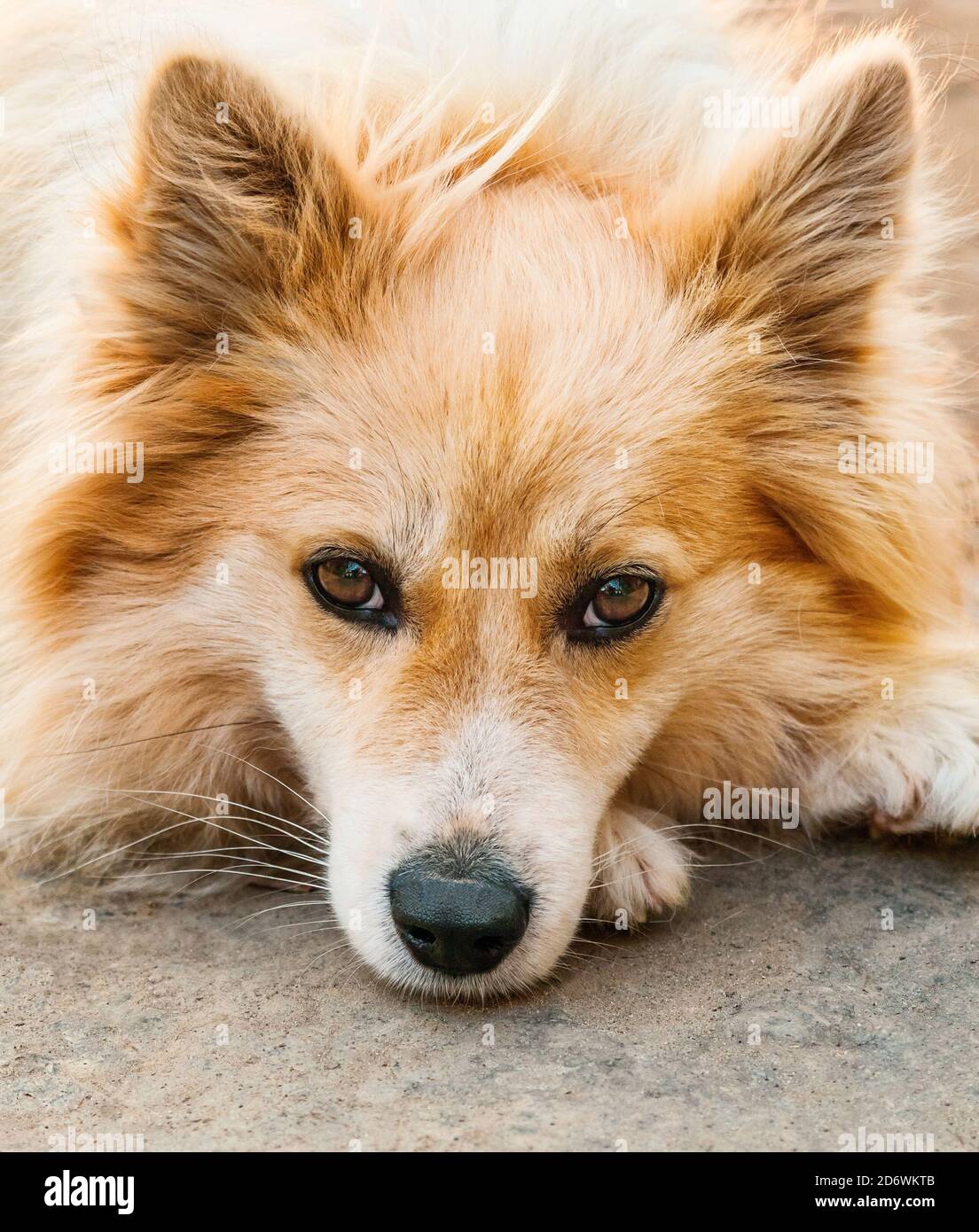 Porträt eines Hundes auf einer Kette Stockfoto