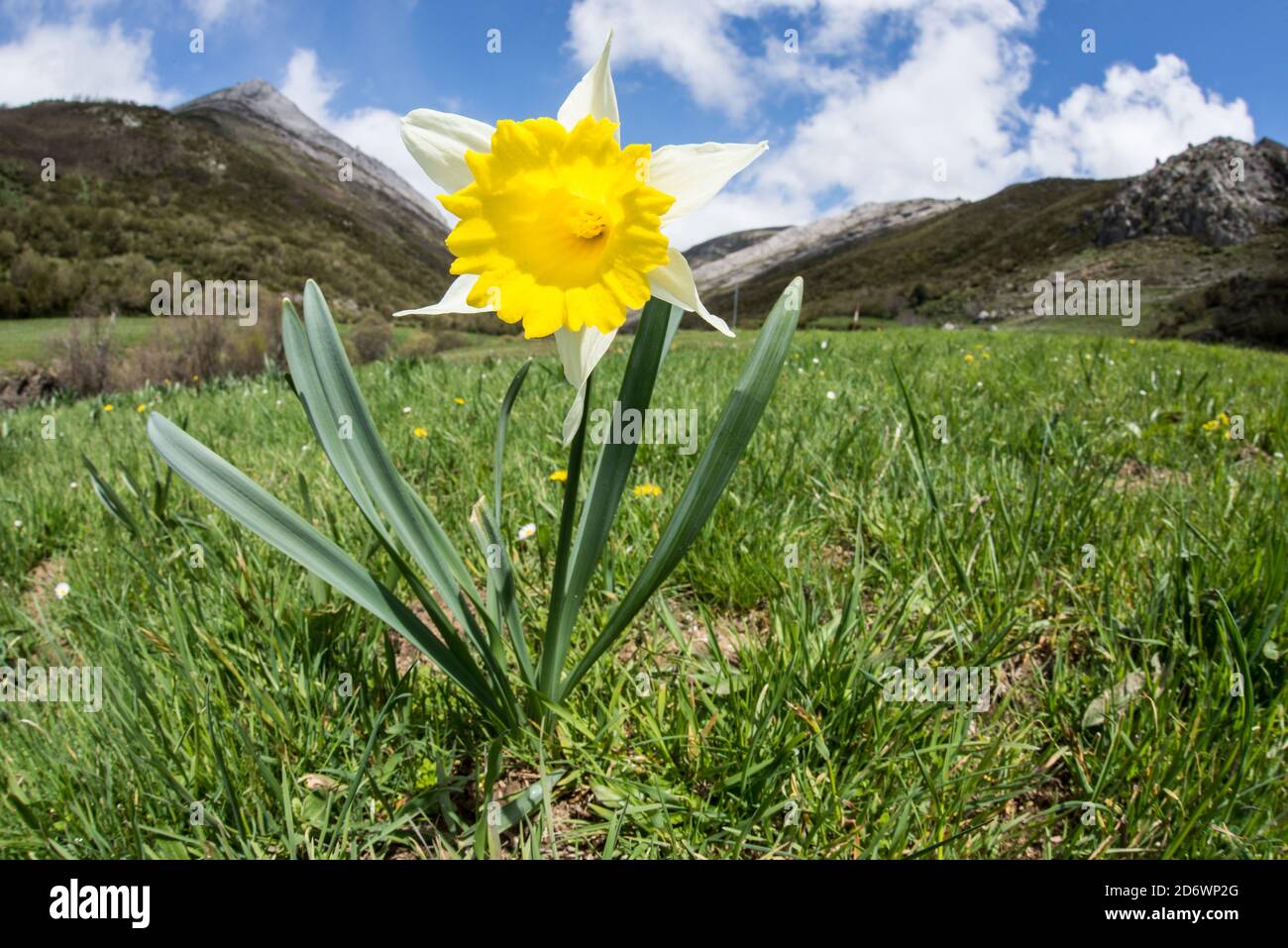 Wilder Narzissen, Narcissus pseudonarcissus, in alpiner Wiese, Spanien. Stockfoto