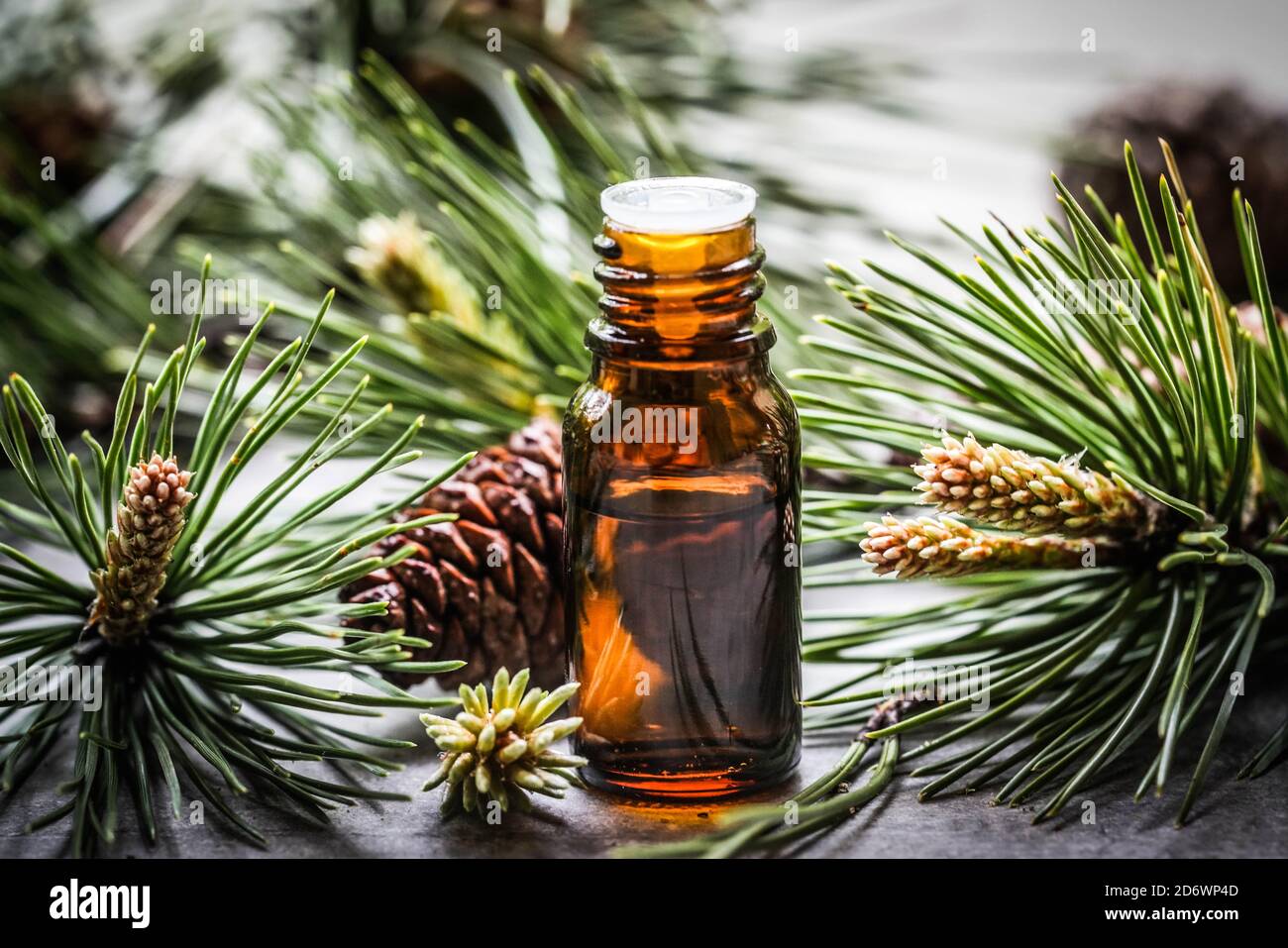 Ätherisches Öl der kiefernkiefer (Pinus silvestris). Stockfoto