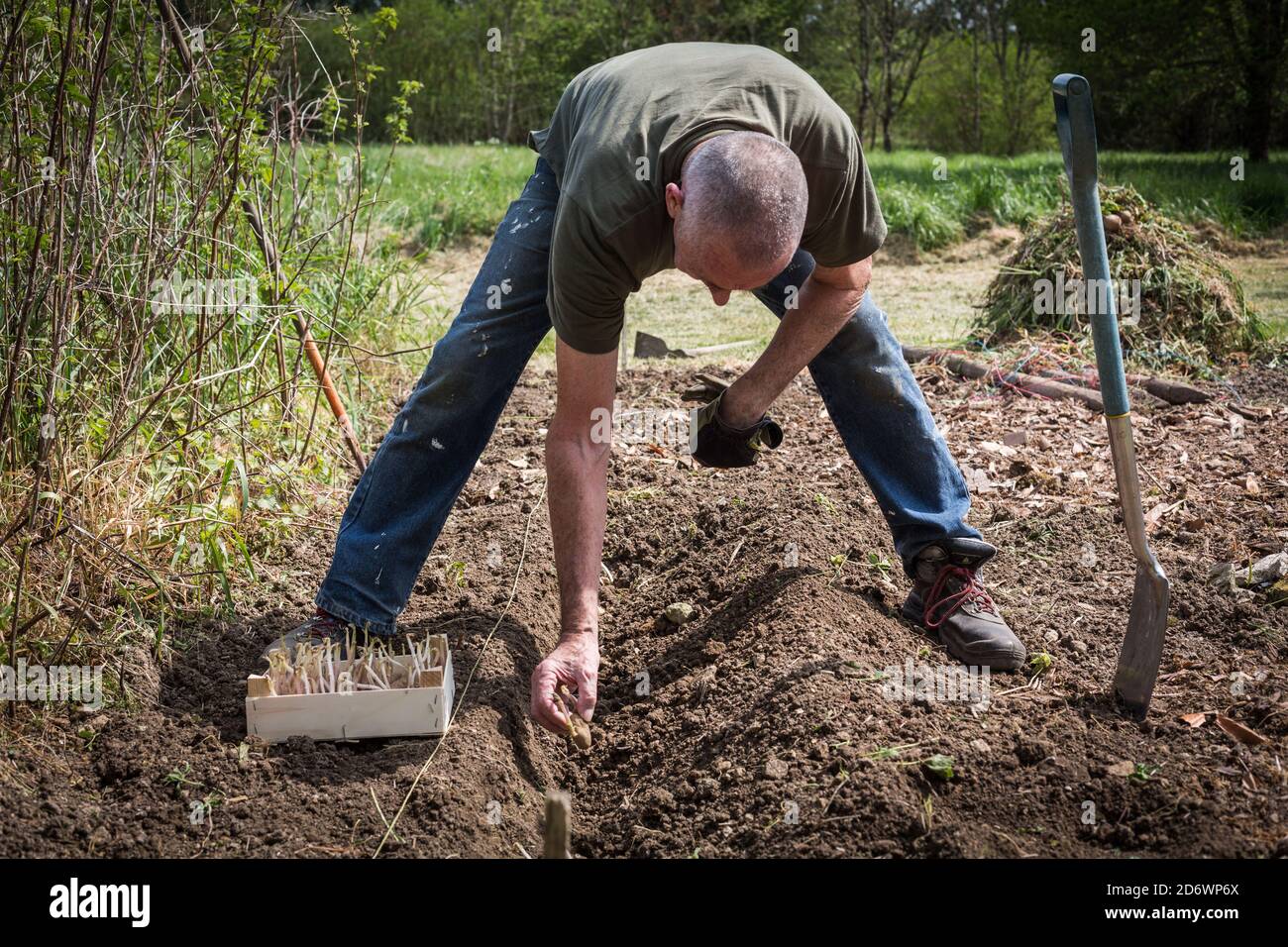 Mann, der Kartoffelpflanzen umpflanzt, Frankreich. Stockfoto