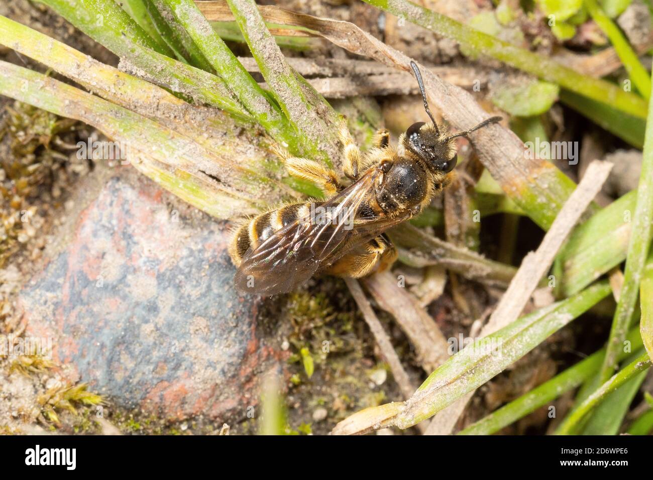 Gemeine Furche Biene im Rasen - ein kleines und leicht übersehenes, aber sehr nützliches Garteninsekt, Kent, Großbritannien. Stockfoto