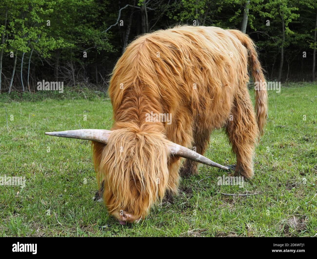 Rote Hochlandkuh, die Gras auf einer Wiese frisst Stockfoto