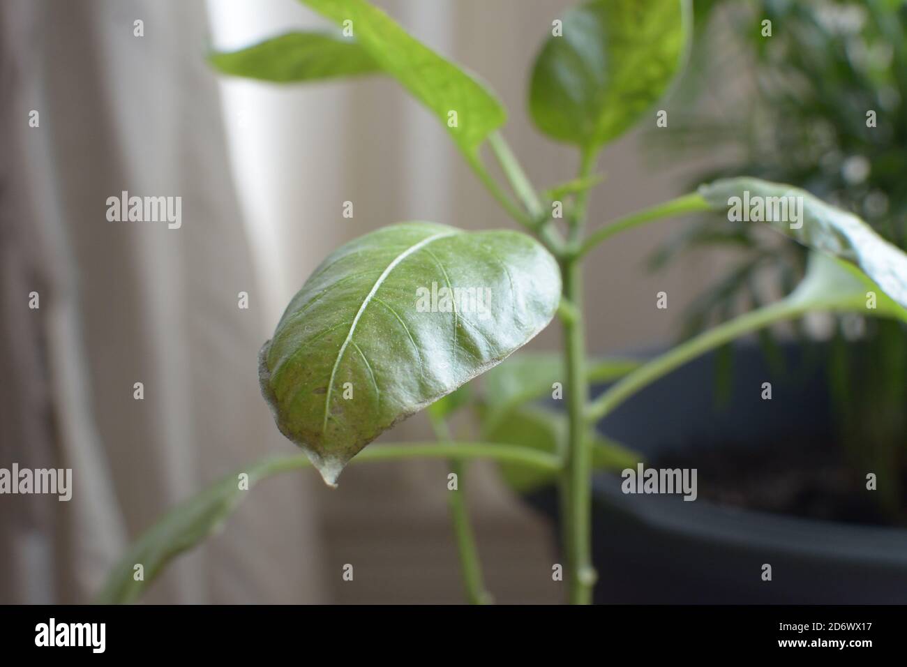 Pfefferpflanze Stockfoto