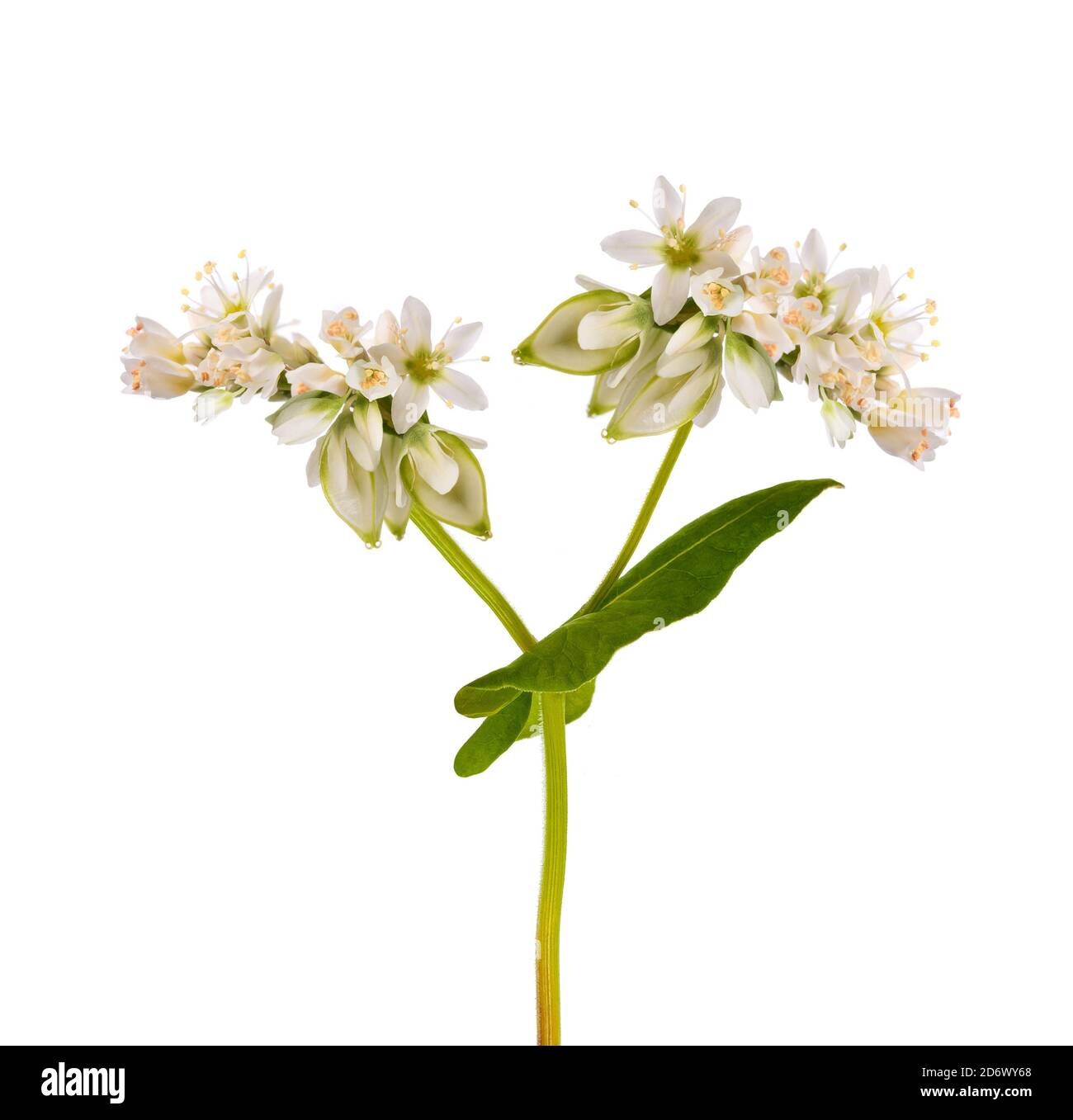 Buchweizen-Blumen isoliert auf weißem Hintergrund Stockfoto