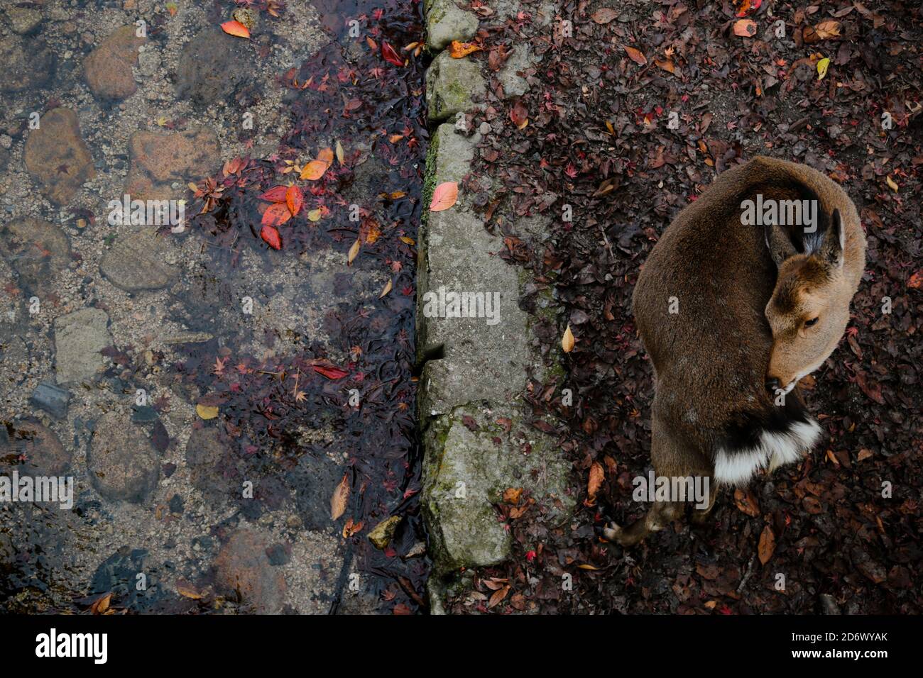 Miyajima Hirsch im Herbst Stockfoto