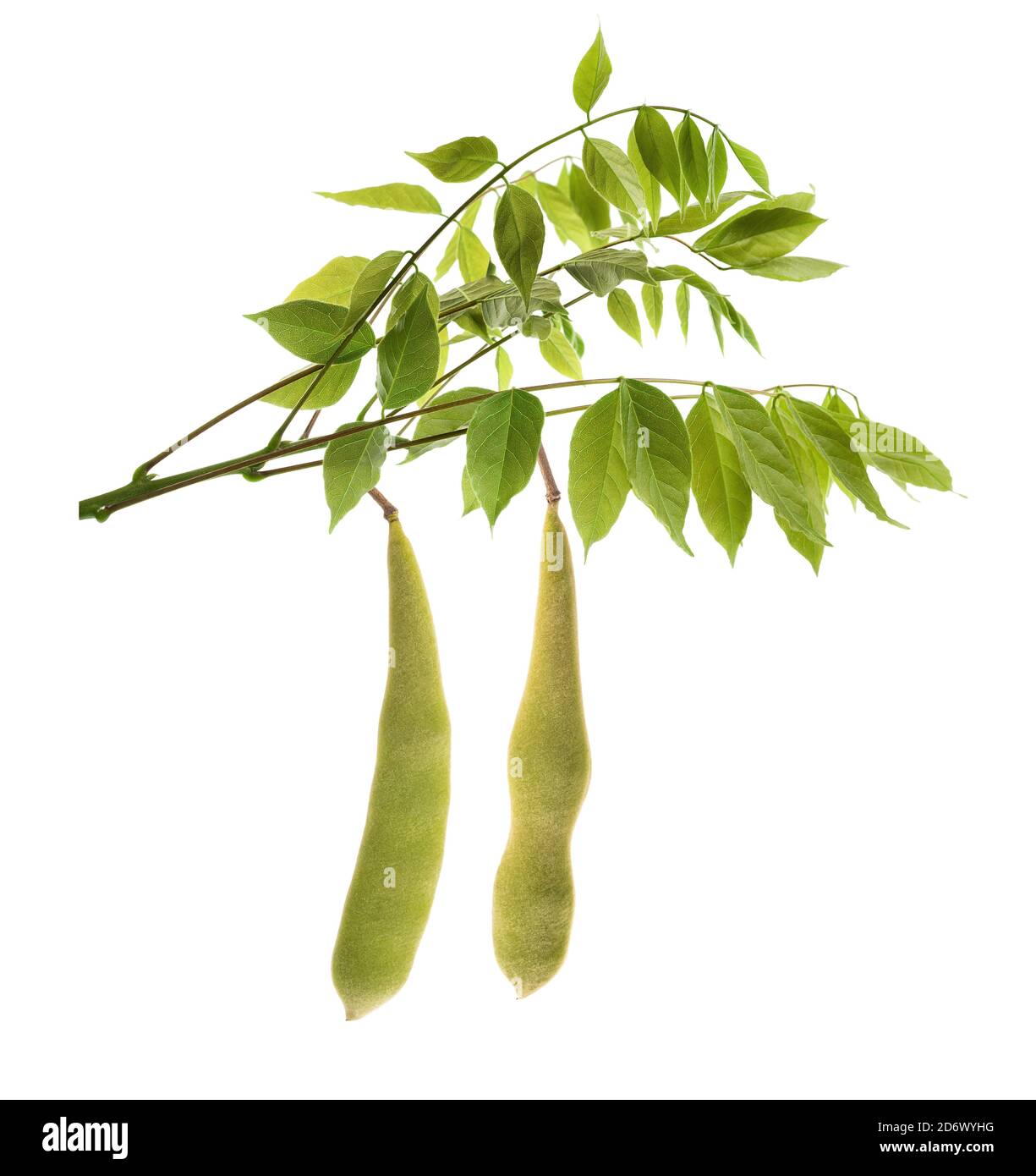 perlit bonsai Perlit 3 L