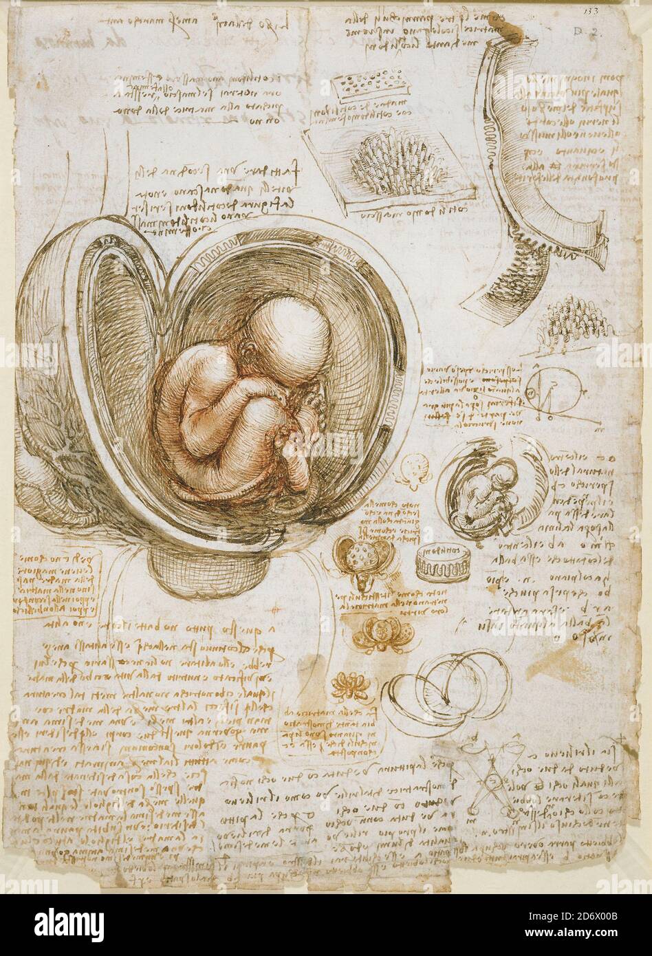 Titel: Studien des Fötus im Mutterleib Ersteller: Leonardo Da Vinci Datum: ca.1510-13 Medium: Stift und Tinte mit Waschung über roten und schwarzen Kreiden auf Papier Maße: 30.4 x 22 cm Ort: Royal Collection Trust Stockfoto