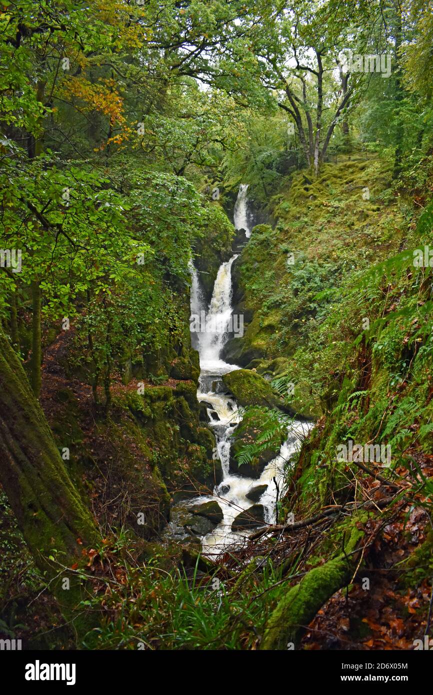 Stock Ghyll Force Wasserfall in einem bewaldeten Waldgebiet in der Nähe von Ambleside im Lake District National Park, England. Die Wasserfälle sind von grünen Bäumen umgeben. Stockfoto