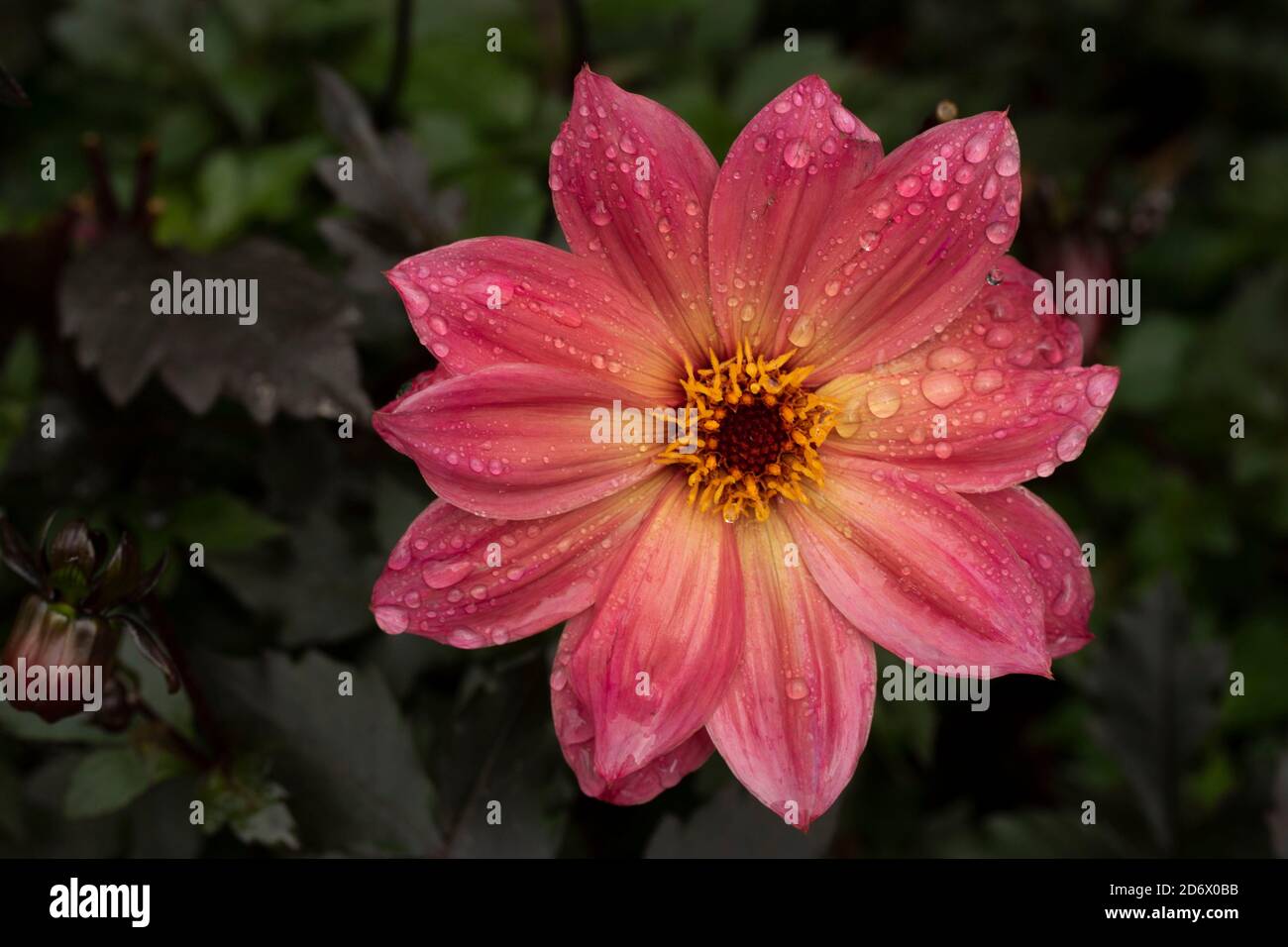 Dahlia Twynings Revel blüht nach einem Regenschauer, natürliche Blumen-Nahaufnahme Porträt Stockfoto