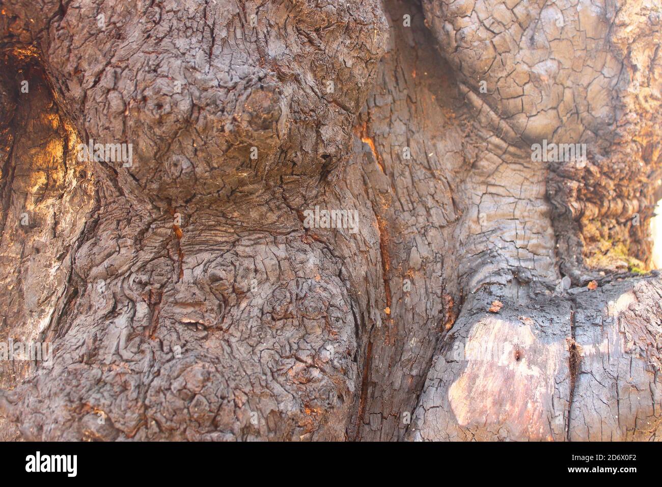 Große Knoten im Eichenstamm Stockfoto