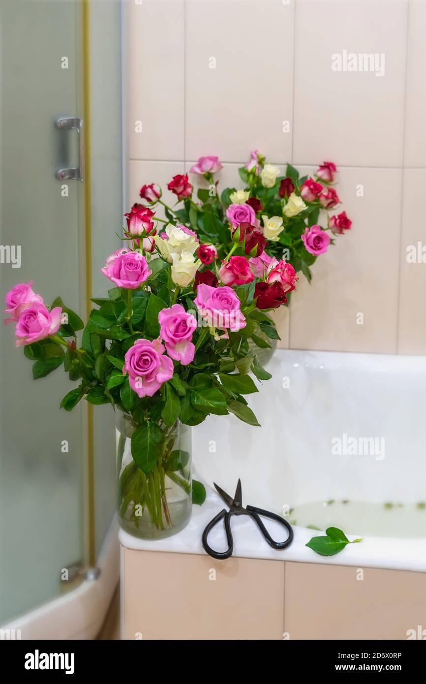 Frische Rosen und Blumen Trimming Schere sind in Home Bad. Konzept der Pflege von Blumen, Hobby, Lebensstil Stockfoto