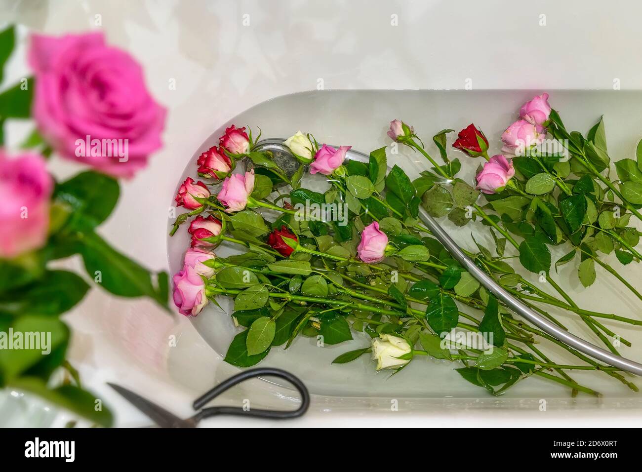 Frische Rosen liegen im Wasser eines Hausbades nach der Dusche. Home  Interieur, Pflege von Blumen, Zimmerpflanzen, wachsende Zimmerpflanzen  Stockfotografie - Alamy