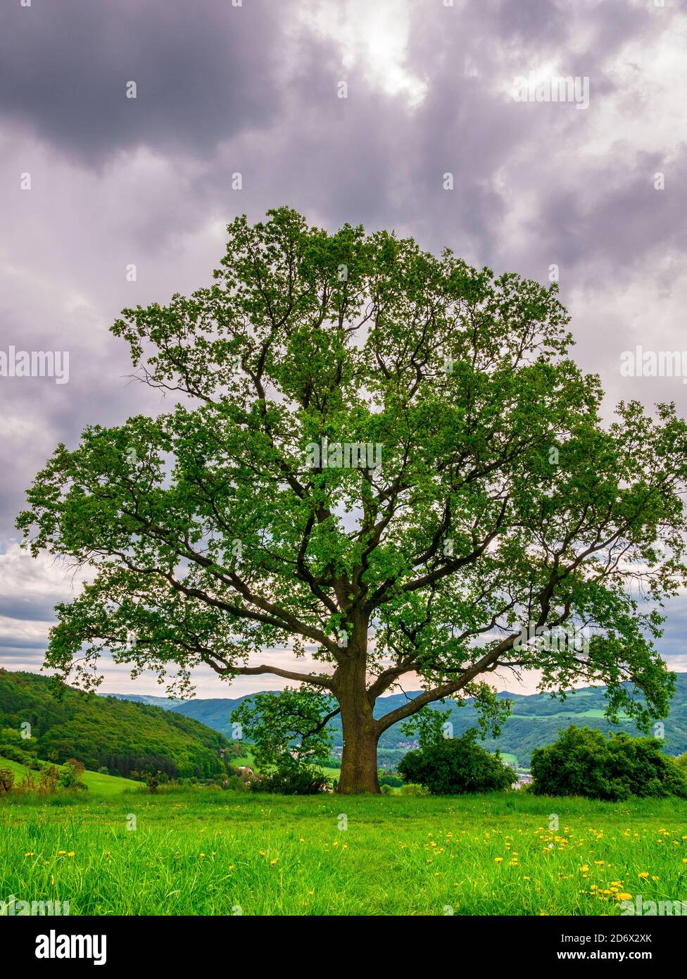 Massive Eiche (Quercus robur) im Frühjahr, am Rande einer Wiese mit Löwenzahn. Stockfoto