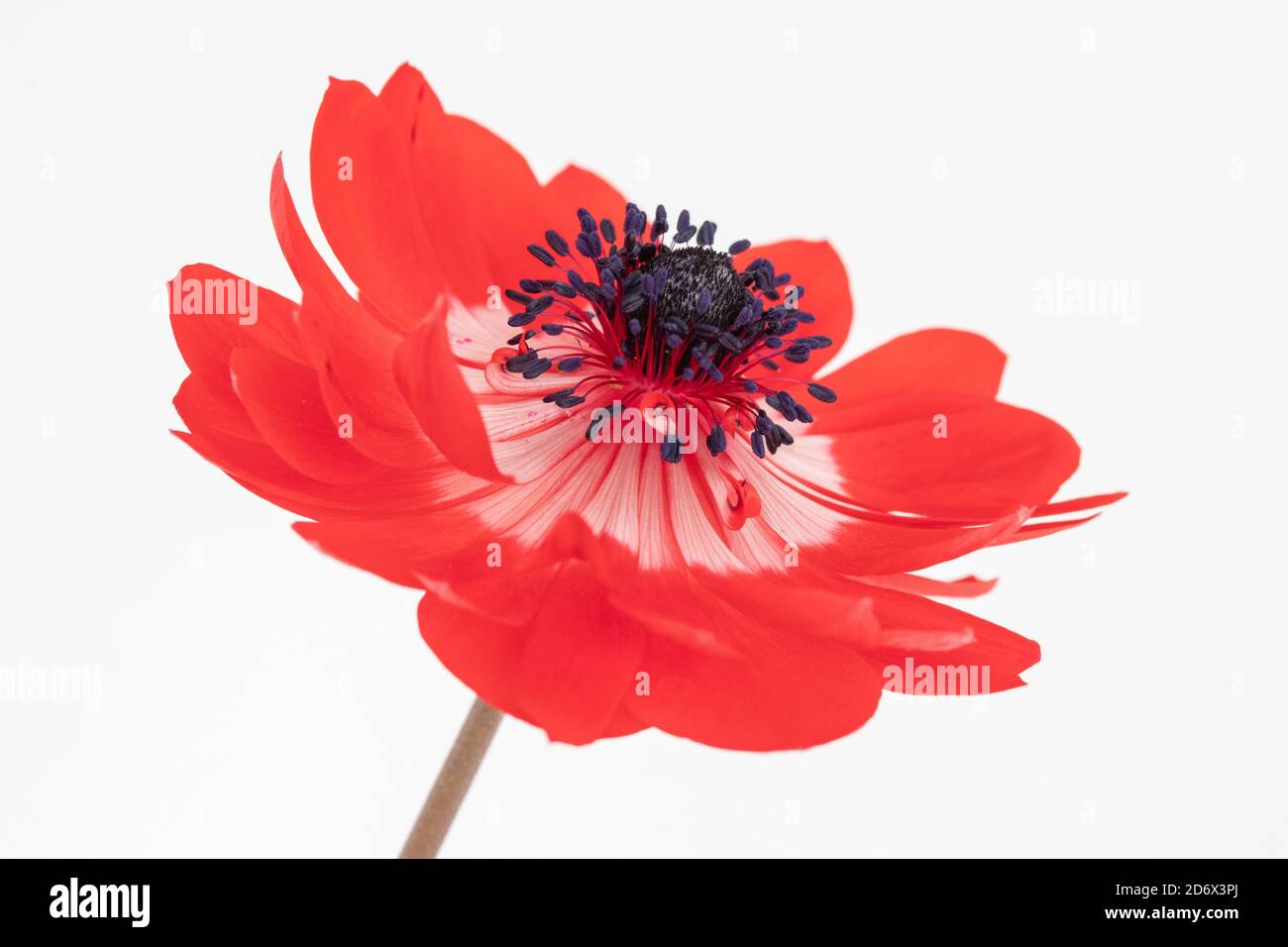 Zarte Blütenblätter einer roten Anemone-Blume gegen eine weiße Hintergrund Stockfoto