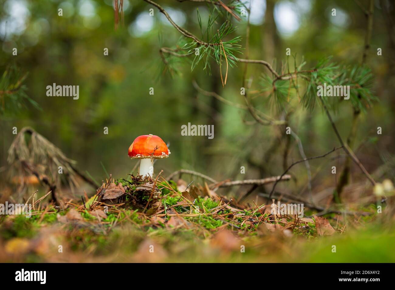 Amanita muscaria, fly Agaric oder amanita basidiomycota muscimol Pilz mit typischen weißen Flecken auf einem Red Hat in einem Wald fliegen. Natürliches Licht, lebendige Stockfoto