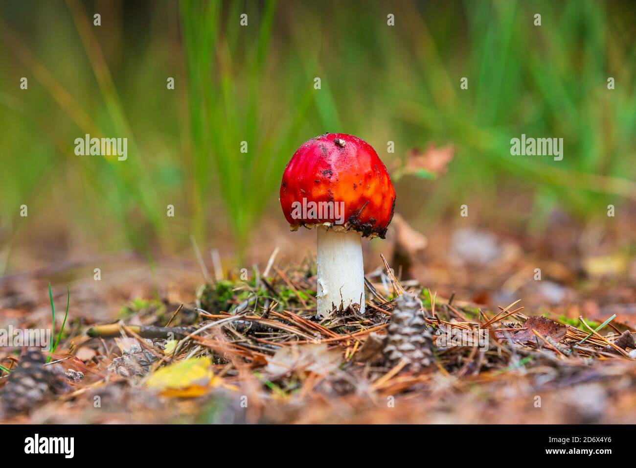 Amanita muscaria, fly Agaric oder amanita basidiomycota muscimol Pilz mit typischen weißen Flecken auf einem Red Hat in einem Wald fliegen. Natürliches Licht, lebendige Stockfoto