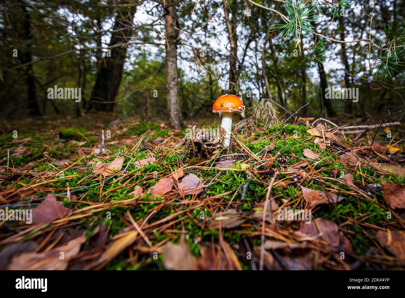 Amanita muscaria, fly Agaric oder amanita basidiomycota muscimol Pilz mit typischen weißen Flecken auf einem Red Hat in einem Wald fliegen. Natürliches Licht, lebendige Stockfoto