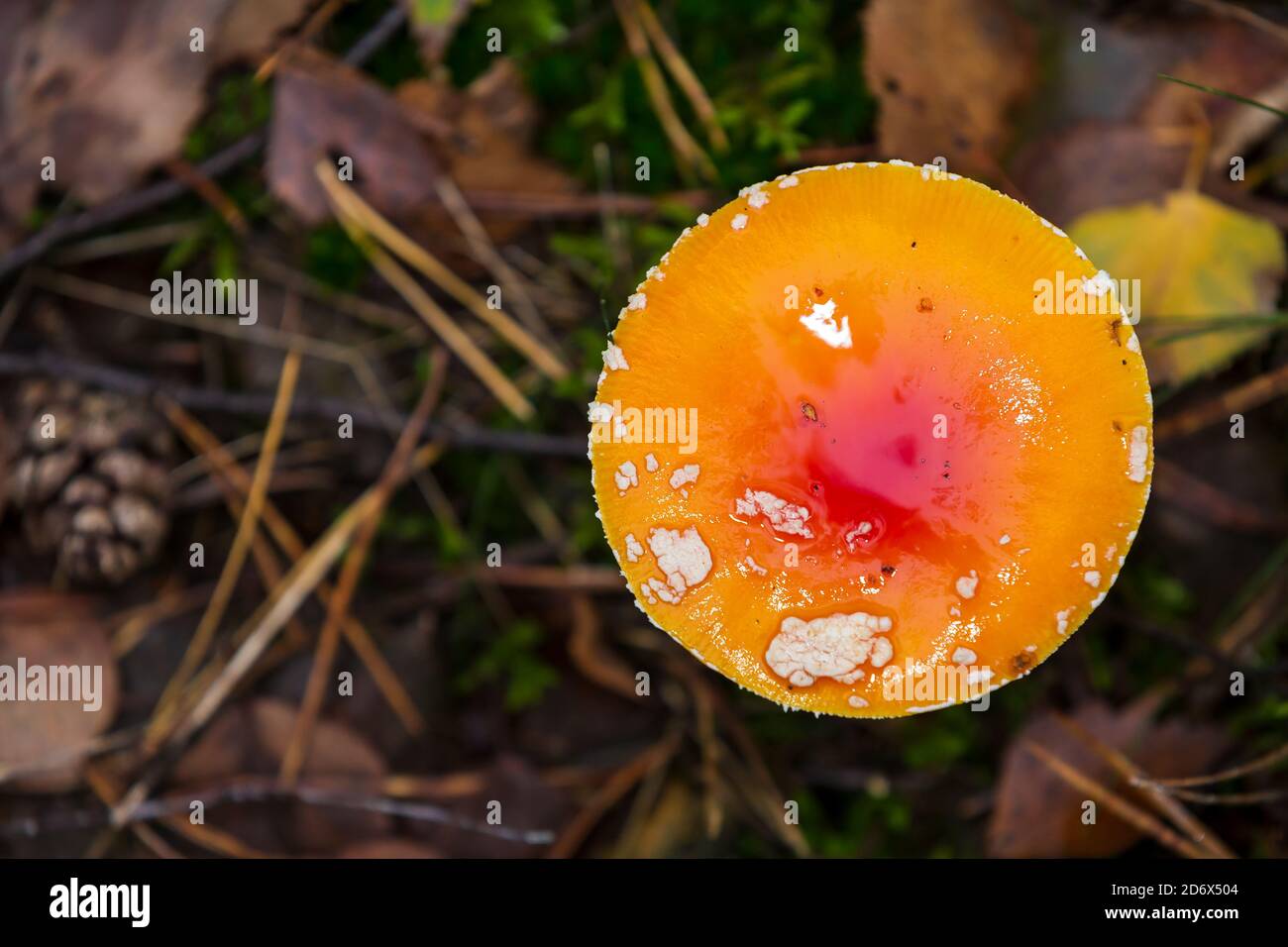 Amanita muscaria, fly Agaric oder amanita basidiomycota muscimol Pilz mit typischen weißen Flecken auf einem Red Hat in einem Wald fliegen. Ansicht von oben, Tageslicht Stockfoto