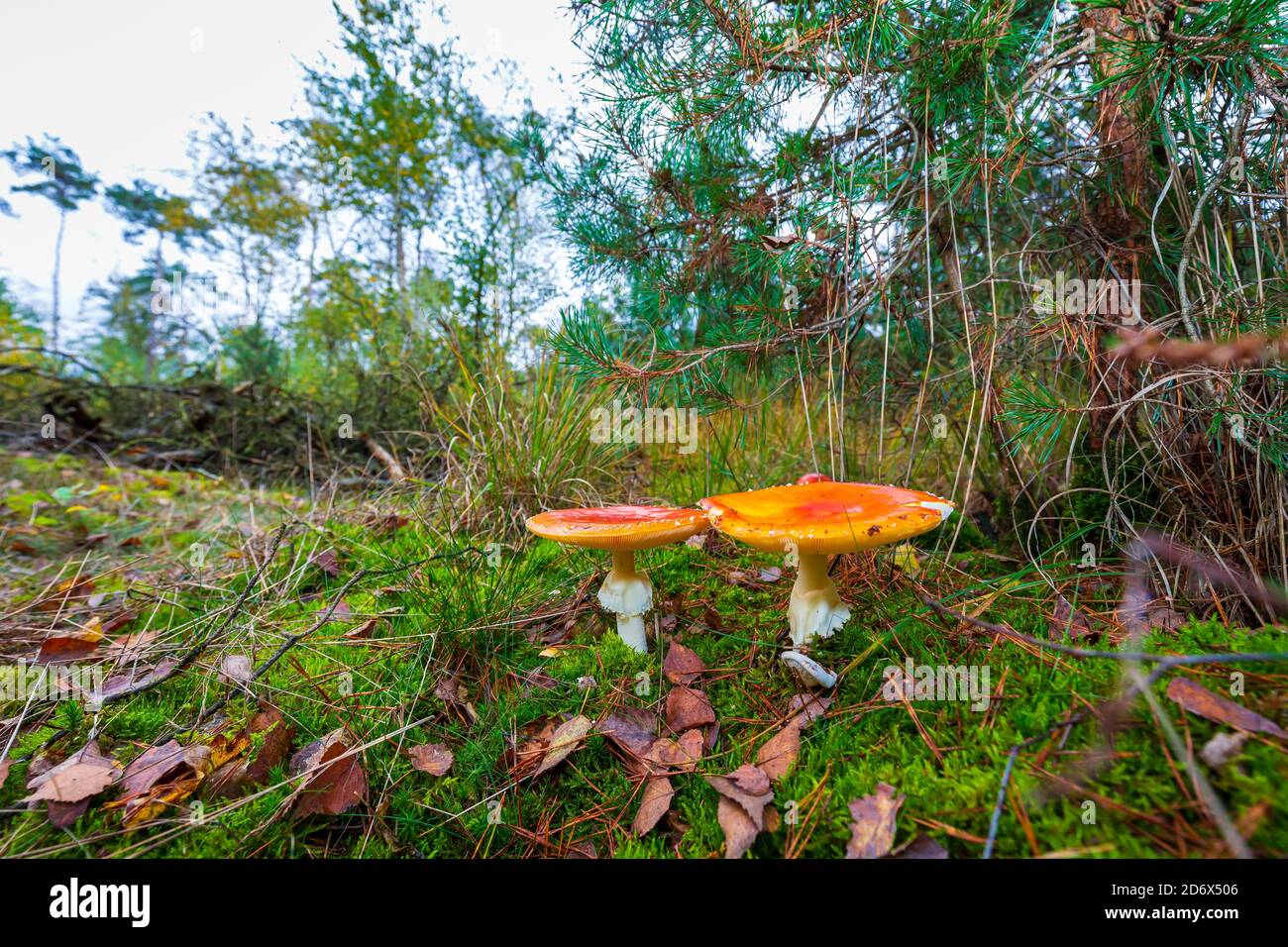 Amanita muscaria, fly Agaric oder amanita basidiomycota muscimol Pilz mit typischen weißen Flecken auf einem Red Hat in einem Wald fliegen. Natürliches Licht, lebendige Stockfoto