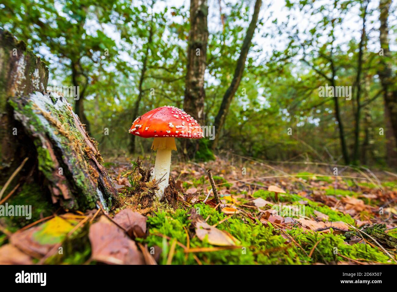 Amanita muscaria, fly Agaric oder amanita basidiomycota muscimol Pilz mit typischen weißen Flecken auf einem Red Hat in einem Wald fliegen. Natürliches Licht, lebendige Stockfoto