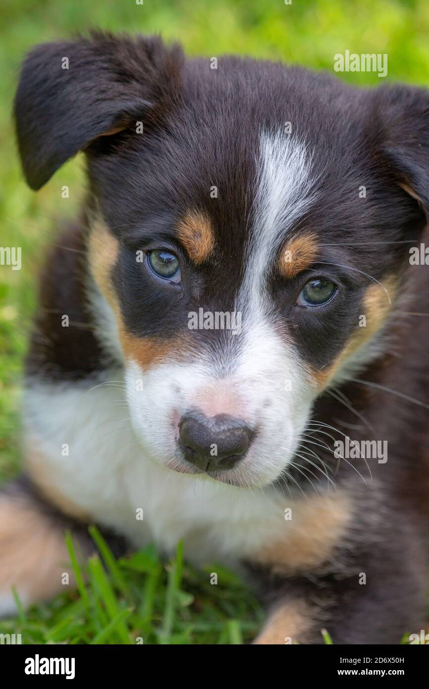Border Collie Hund, Welpe. Kopf, Schultern, Gesicht, Gesicht, Gesichtsdetails, Vorderbeine, Vorderbeine. Blickkontakt, auf einem Gartenrasen.Dreifarbige Fellmarkierungen. Stockfoto