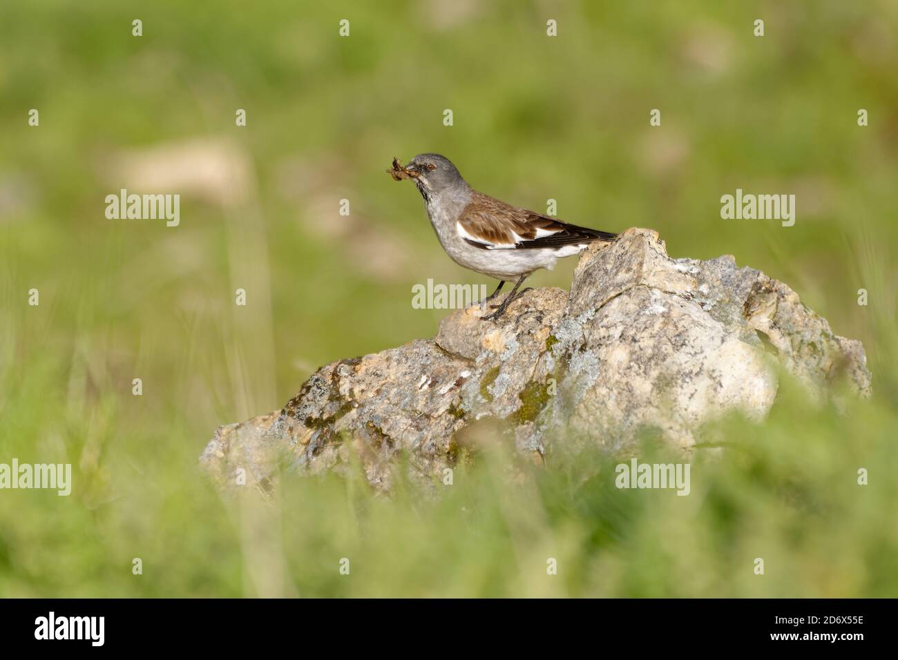 Schneefink mit weißen Flügeln - Montifringilla nivalis auf dem Felsen in den Alpen, kleine Singvögel, es ist ein Sperling eher als ein echter Fink. Erwachsener Mann mit t Stockfoto