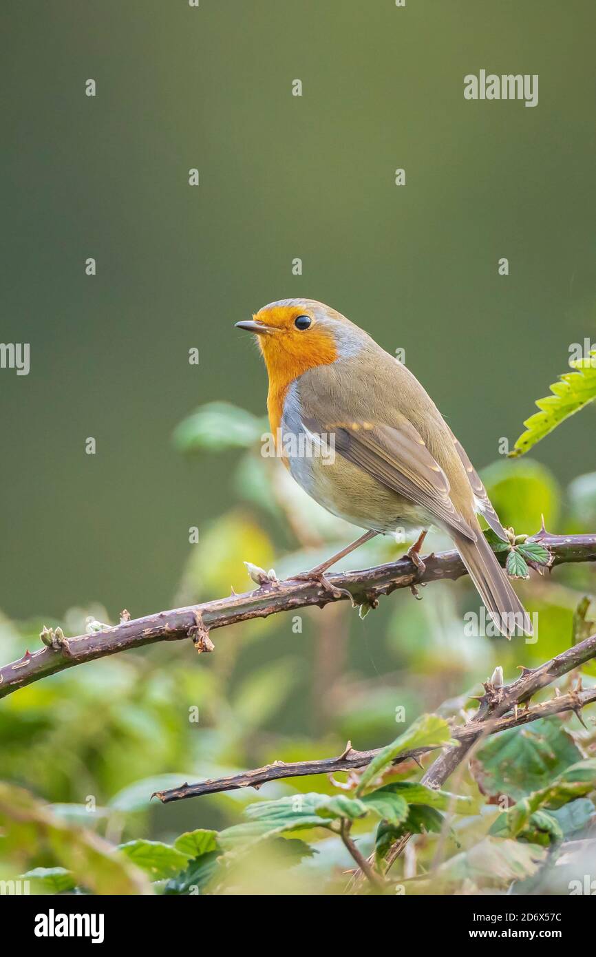 Nahaufnahme eines europäischen Rotkehlchen Erithacus rubecula, der in einer singt Grüner Wald Stockfoto