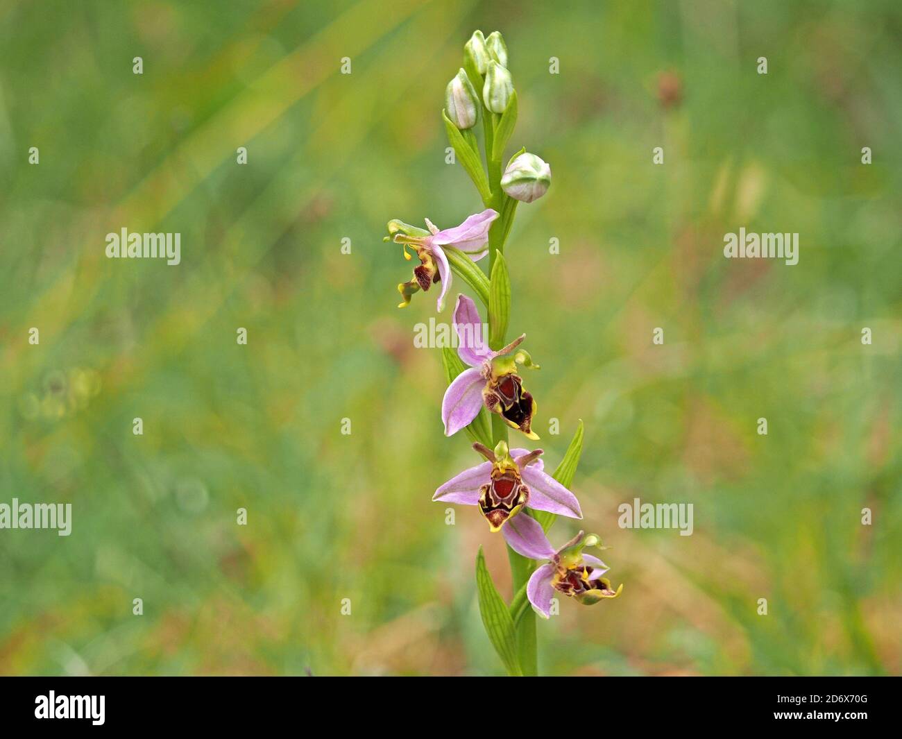 Blütenspieß Knospen & exotische Blume der Bienenorchidee (Ophrys apifera), mit rosa Sepalen & zerfetzte braune Biene imic Labellum, eine mehrjährige krautige Pflanze Stockfoto