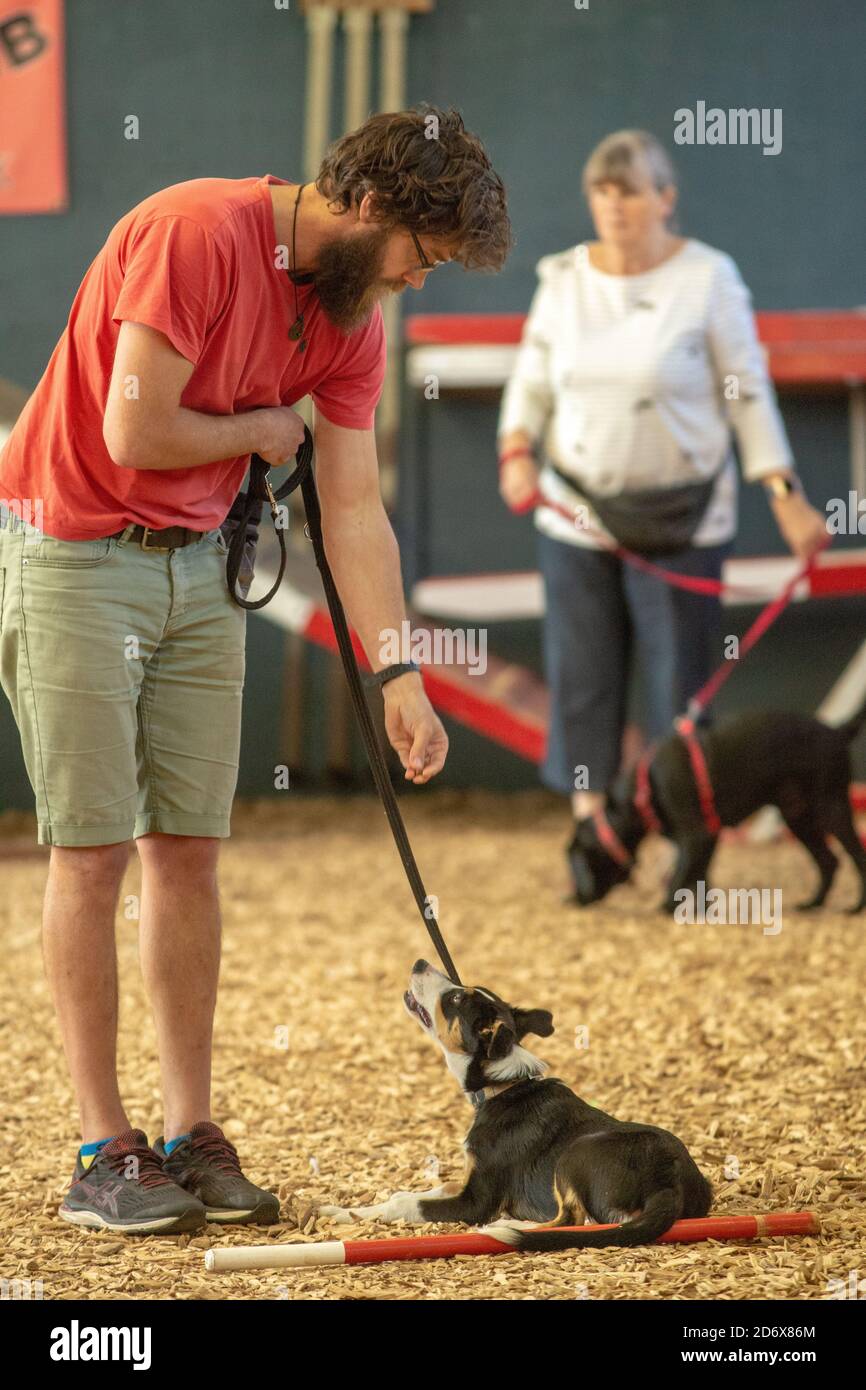 Hundetraining. Indoor Schule. Behandlung eines Collie Welpen für das richtige Verhalten zu befehlen, wiederum, sitzen, legen, legen. Ersatz-Packungsleiter. Stockfoto