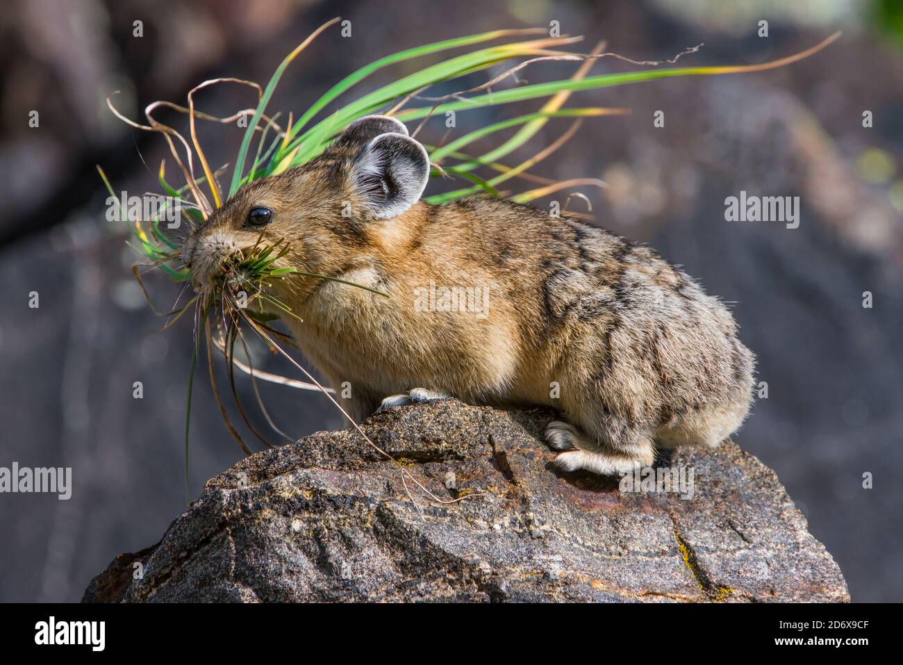 American Pika, Gathering Vegetations, Rocky Mountains, Colorado, USA, von Bruce Montagne/Dembinsky Photo Assoc Stockfoto