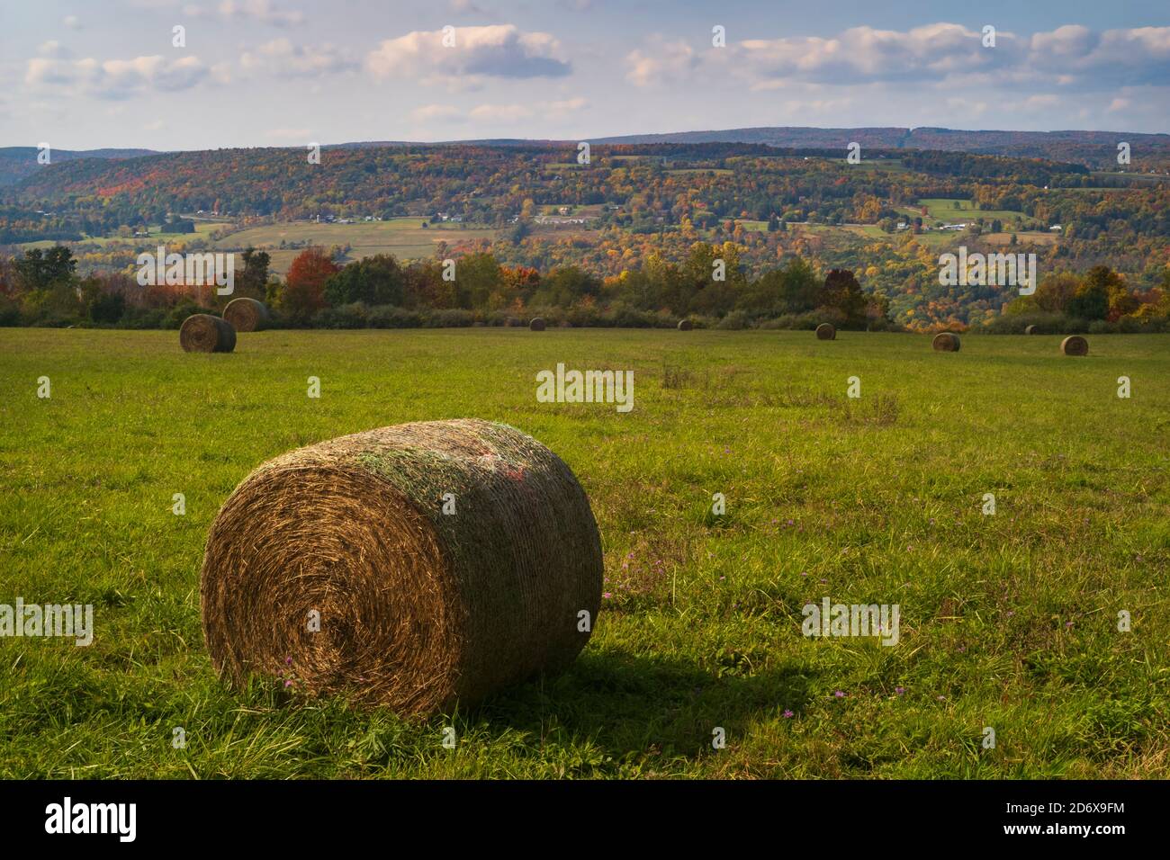 Heuballen ruhen auf einer Wiese, die von Bäumen umgeben ist, die an einem sonnigen Nachmittag ihre Herbstfarben zeigen. Stockfoto